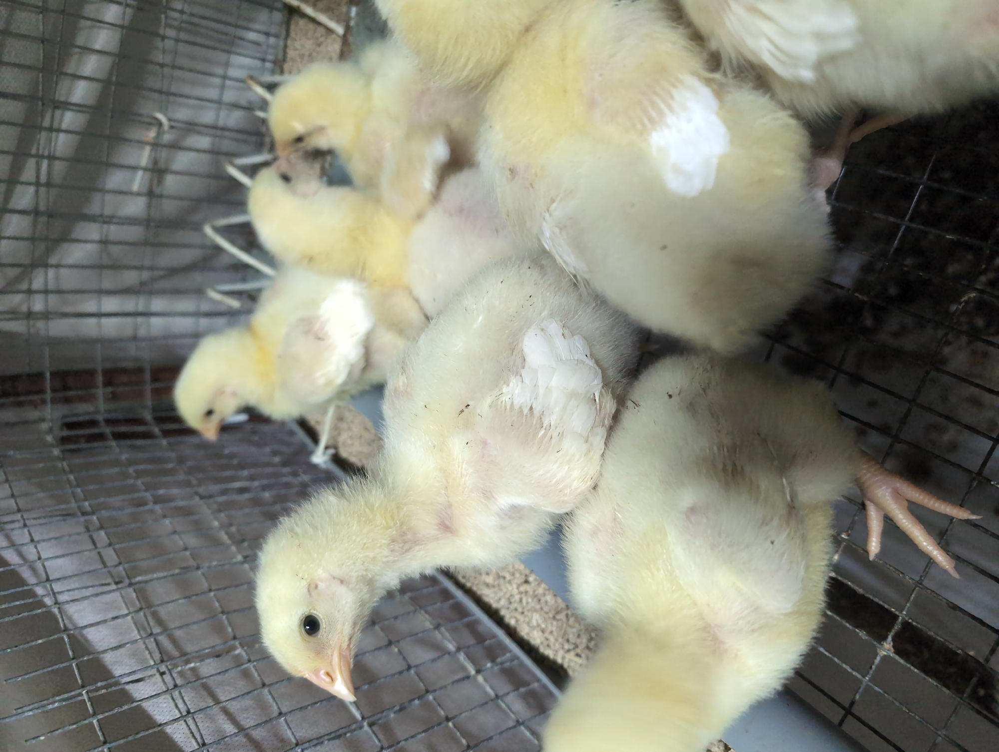 A close-up, eye-level shot shows a group of fluffy yellow chicks in a wire cage. The chicks are huddled together, with some in focus and others blurred. One chick in the foreground is looking to the left, its beak pointed slightly downward. The cage appears to be made of metal wire and contains what looks like bedding material. The background is out of focus, but suggests an indoor environment with possibly a white cloth or tarp behind the cage. The overall impression is one of a domestic scene, likely a farm or poultry setting. The specific location in the city of Вышки, Russia is not evident from the image.