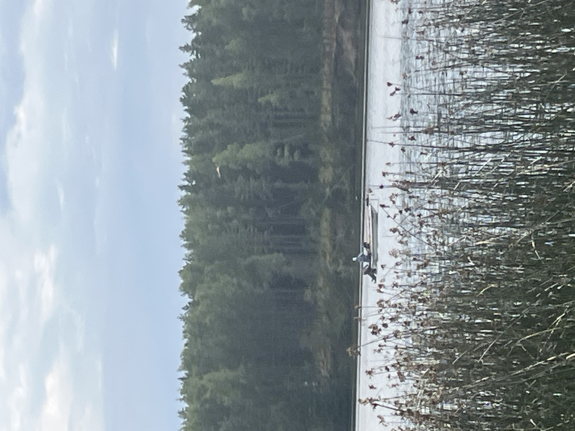 In Pillapalu, Estonia, on a body of water, a small boat with two individuals is navigating. The boat is white and appears to be a motorboat. One person is seated, and the other is standing. They are positioned towards the back of the boat. The boat is moving from left to right across the frame. In the foreground, tall reeds and dry vegetation are prominent, framing the water. Behind the water, a dense forest with a variety of green trees extends horizontally. The sky above is cloudy and overcast, with patches of lighter sky visible. A single bird is in flight in the upper right portion of the frame, above the treeline. The overall scene depicts a calm, natural environment.