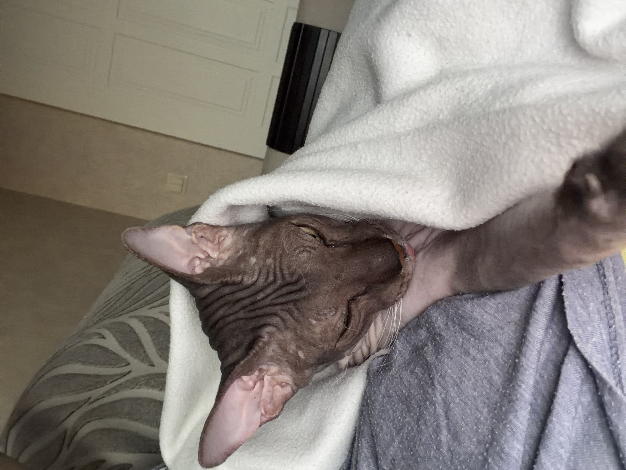 A sphynx cat is wrapped in a white blanket, lying on a gray surface. The cat's eyes are partially closed, and its tongue is visible. The cat is facing to the left. The background shows a wall with a light switch and a door. The scene appears to be indoors.