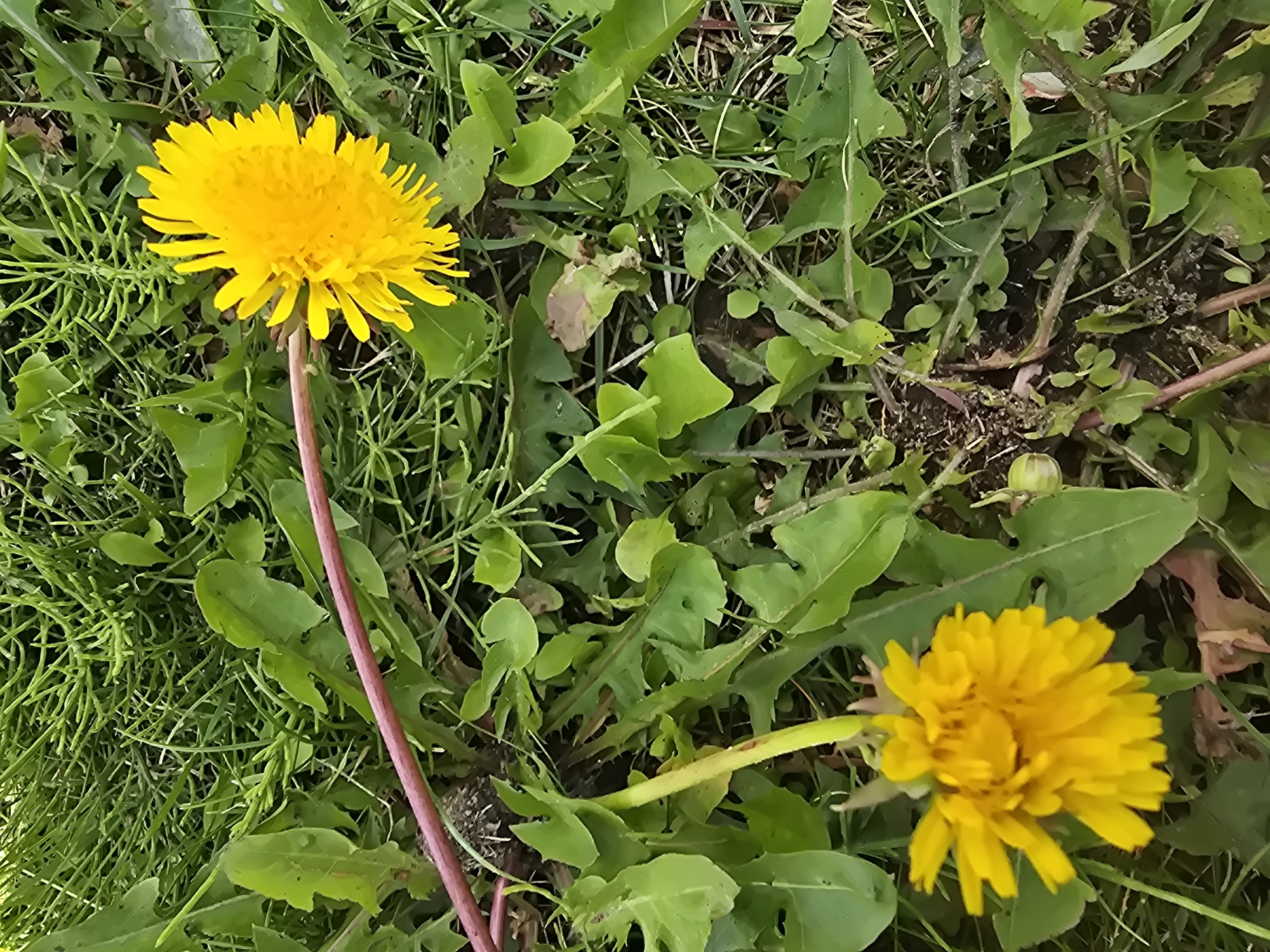 The image shows a close-up view of two yellow dandelions in a grassy area. The dandelions are in different stages of bloom, with one fully open and the other partially closed. The surrounding vegetation consists of various green leaves and blades of grass. A thin, reddish-brown stem is visible in the upper left portion of the image, extending diagonally across the frame and appearing to be a part of the dandelion plant. The ground beneath the plants is dark and appears to be soil. The overall scene is natural and depicts a common outdoor environment. There are no people or man-made objects clearly visible in the image. The lighting suggests it is daytime, and the colors are natural and vibrant. Based on the context provided, this scene is located in the city of Vyshneve, Ukraine.