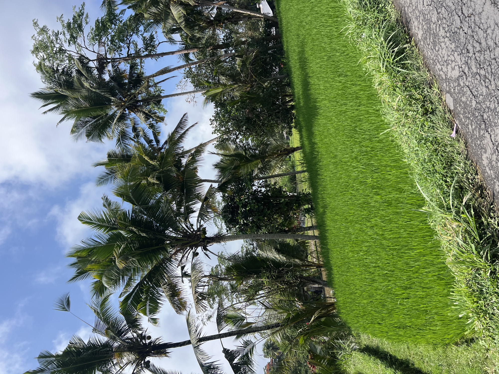 The image depicts a lush green rice paddy field in Susut, Indonesia. Tall palm trees are interspersed with dense foliage, creating a tropical landscape under a bright blue sky with scattered clouds. A paved, cracked road runs along the right side of the frame, bordering the rice field and its grassy edge. The scene is tranquil and appears to be a natural, agricultural setting.