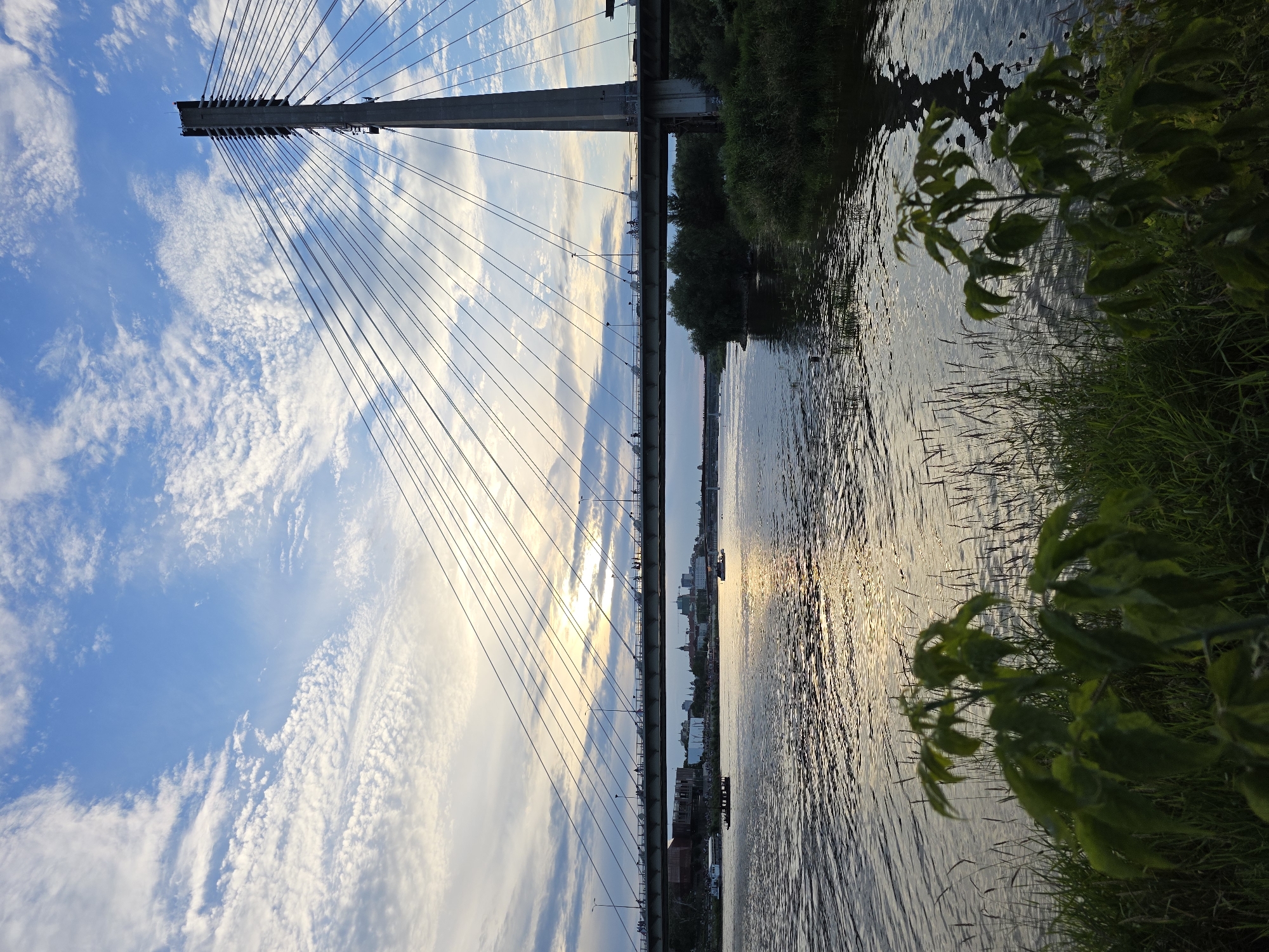 This is a vertical, eye-level, medium shot of the Świętokrzyski Bridge in Warsaw, Poland, taken during the daytime. The bridge, a cable-stayed structure, dominates the upper portion of the frame with its tall concrete pylon and numerous cables extending outwards. The sky above is a mix of blue and white clouds, with sunlight peeking through, creating a bright, hazy effect.
Below the bridge, a wide river, likely the Vistula, reflects the sky and the bridge's structure. Small boats are visible on the water, and the riverbanks are lined with trees and green vegetation. The foreground features out-of-focus green plants and tall grass.
People are visible walking and cycling on the pedestrian walkway of the bridge, and vehicles are also present on the road section. Buildings and a cityscape are visible in the distance on the far bank of the river. The overall impression is of a modern urban landscape bathed in natural light.