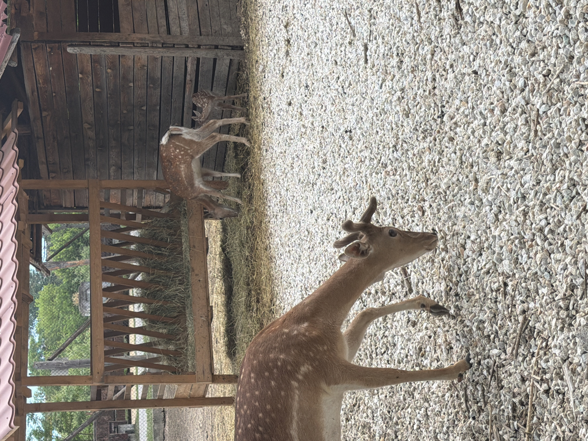 A close-up, medium shot shows a deer in the foreground, its head lowered to graze on a gravel-covered ground. The deer is spotted brown and white, with small antlers. In the background, two more deer are visible, one adult and one fawn, near a wooden feeder filled with hay. Behind them, a rustic wooden structure with a red roof stands. The setting appears to be an enclosure, possibly at a zoo or wildlife park, in Pazardzhik, Bulgaria, given the contextual information provided. The environment is outdoors, with trees and a fence visible in the distance. The image is taken from a slightly elevated perspective.