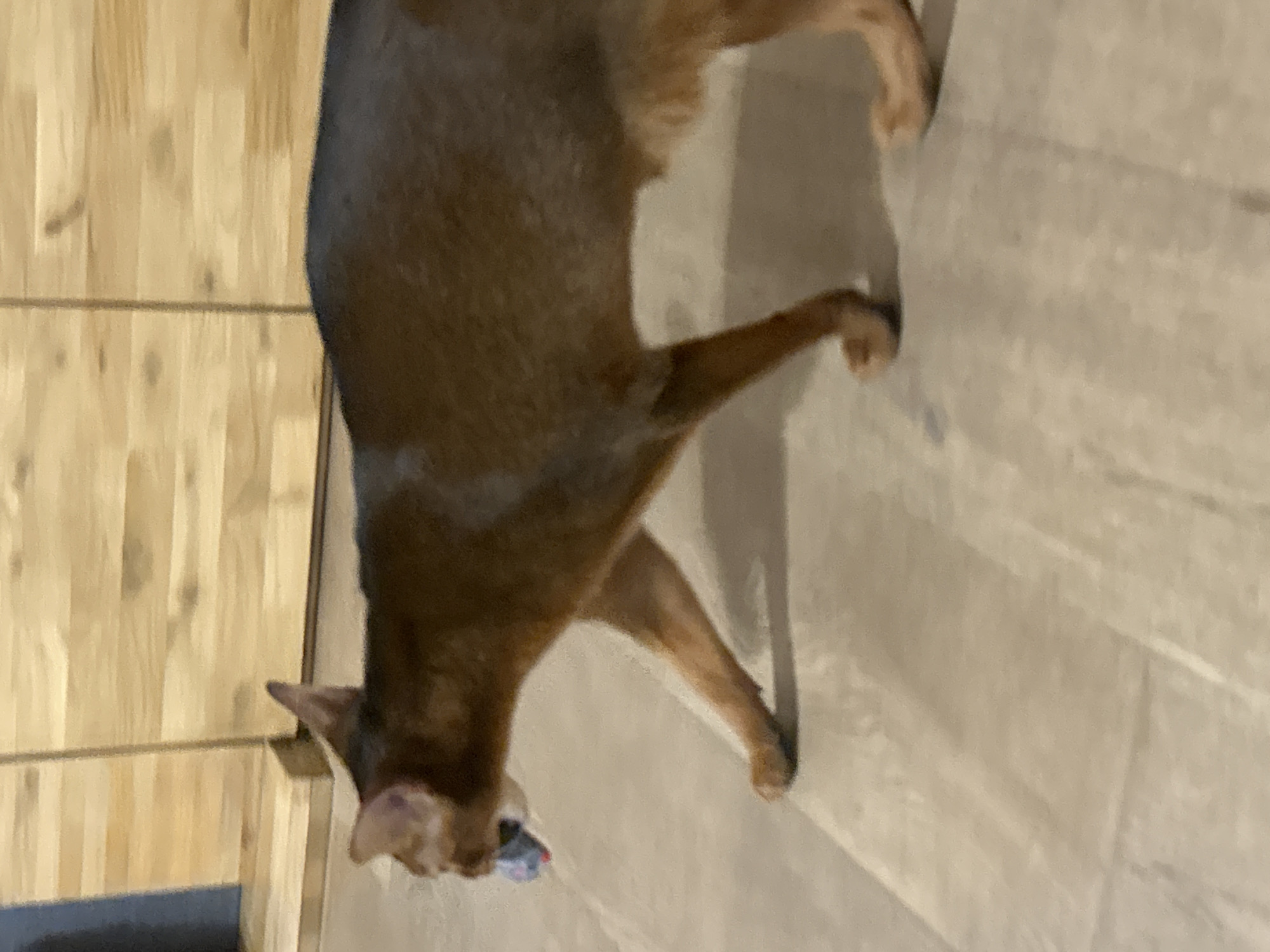 An Abyssinian cat with brown fur walks across a light-colored floor, holding a toy in its mouth. The cat is in profile view, facing left. The background consists of wooden paneling. The scene is indoors, likely in a residential setting. There is no indication of the location being in the city of Minsk, Belarus, or any other specific city.