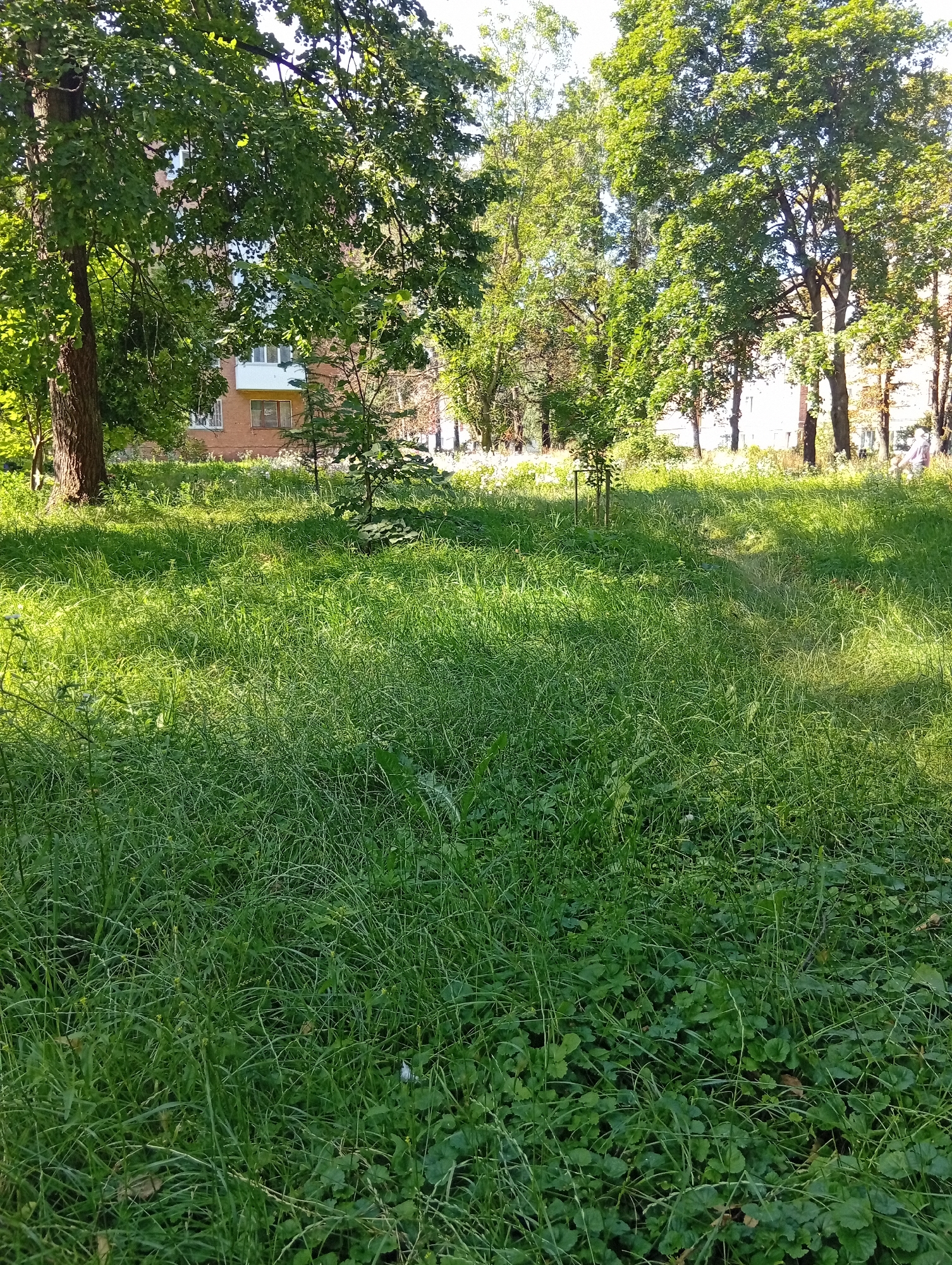 A sunlit, overgrown grassy area is in the foreground, with tall grass and clover. In the background, behind a row of trees, is a reddish-brown brick building with several windows. The building appears to be a residential or institutional structure. The scene is set outdoors in an urban or suburban environment. There are no people clearly visible in the image. The lighting suggests it is daytime, likely during the warmer months due to the lush greenery. The image is taken from a low angle, looking slightly upwards towards the building and trees. This scene is located in the city of Zviahel, Ukraine.