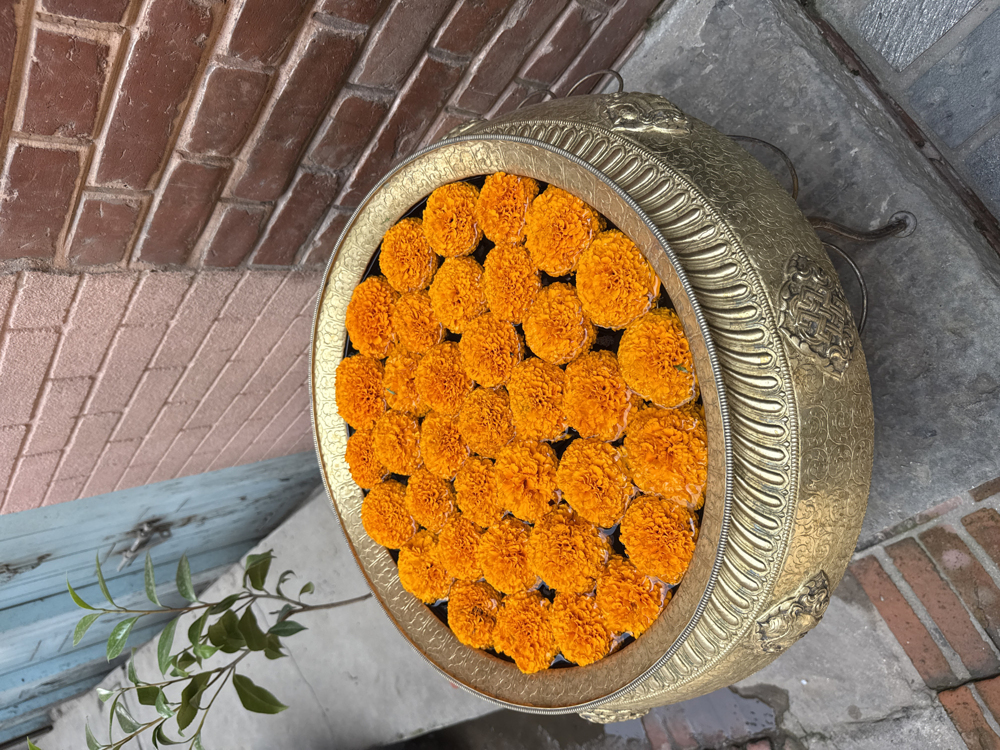 A medium shot from above captures an ornate, golden vessel brimming with vibrant orange marigolds. The vessel sits on a concrete surface with brick elements, indicative of outdoor placement, possibly a courtyard or temple ground. A section of a weathered brick wall is visible in the upper left, and a fragment of light blue painted wood can be seen in the lower left corner. A sprig of green leaves emerges from the lower left, partially obscuring the view. The marigolds are tightly packed, creating a dense, colorful layer within the golden container. Given the context of Bhaktapur, Nepal, the scene likely depicts a traditional offering or decoration used in religious or cultural ceremonies.