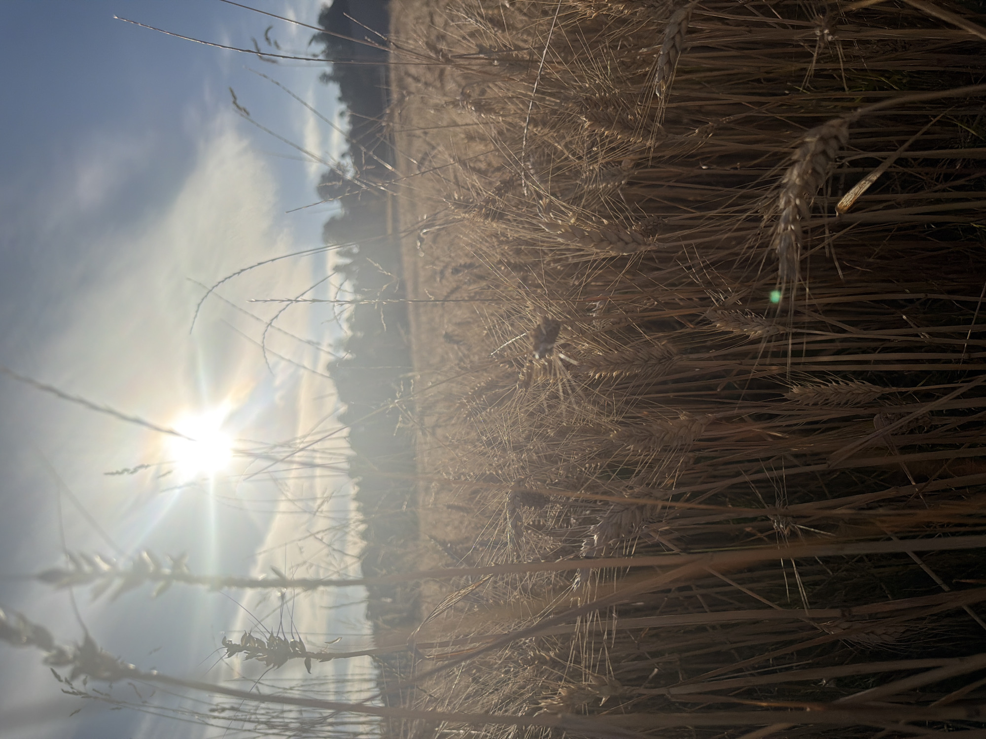 The image depicts a close-up view of a wheat field under bright sunlight, likely taken at sunset or sunrise due to the warm tones and lens flare. The foreground is dominated by stalks of wheat, some in sharp focus and others blurred. In the background, a treeline is visible, silhouetted against the sky. The sun, a bright orb with visible rays, is positioned in the upper left quadrant of the image, creating a strong backlight effect. Wispy clouds are scattered across the blue sky. The scene appears to be an agricultural area, typical of rural landscapes. The location is identified as Zell (LU), Switzerland, suggesting it is a view of a cultivated field in this specific Swiss municipality. There are no people or animals visible in the image. The overall atmosphere is serene and natural.