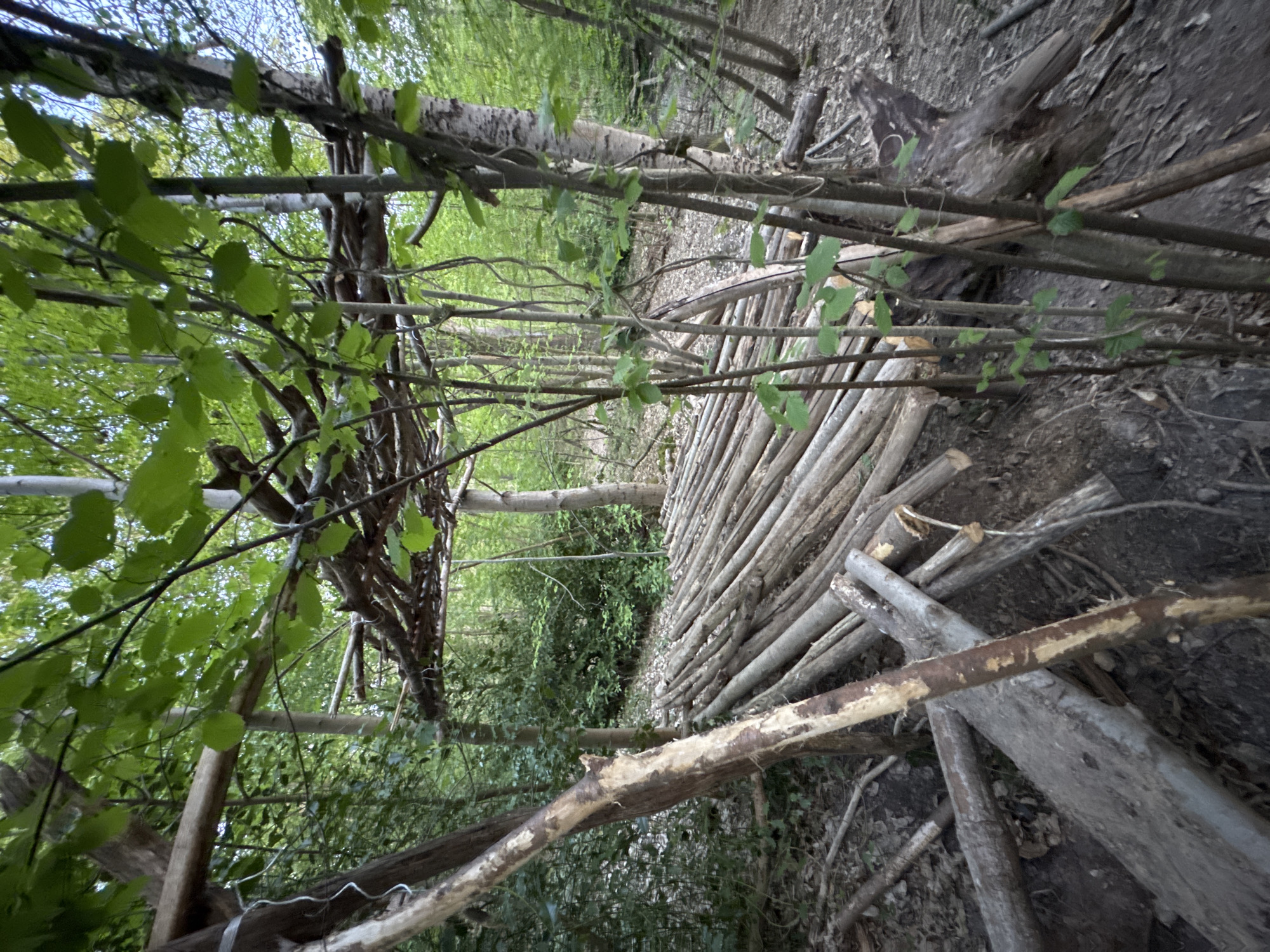 The image depicts a densely wooded forest or park setting, characterized by an abundance of trees and foliage. The ground is covered with dirt, leaves, and organic debris.
The primary subjects are natural elements and human-made structures from natural materials. On the right side of the frame, a long, horizontally stacked pile of numerous debarked logs or branches is visible, suggesting they have been collected and organized by human activity. Towards the left and center-left, an intricate structure is constructed from interwoven or tied branches, resembling a rustic fence, a wattle wall, or the framework of a shelter. Some larger, lighter-colored logs with partially peeled bark are also present, one stretching across the mid-ground. Lush green leaves are prominent throughout the scene, indicating spring or summer.
No people are visible, but the neatly piled logs and the constructed branch work clearly indicate recent human presence and activity, likely involving bushcraft, forest management, or building a temporary structure.
The scene is illuminated by natural daylight filtering through the tree canopy, suggesting it is daytime. The light appears diffused rather than direct and harsh, possibly indicating an overcast sky or dappled sunlight. There are no visible signs of adverse weather conditions. The overall impression is one of a natural environment where human resourcefulness has been applied. No text is visible in the image. The location context provided is Bures-sur-Yvette, France, suggesting a forested area near a community.