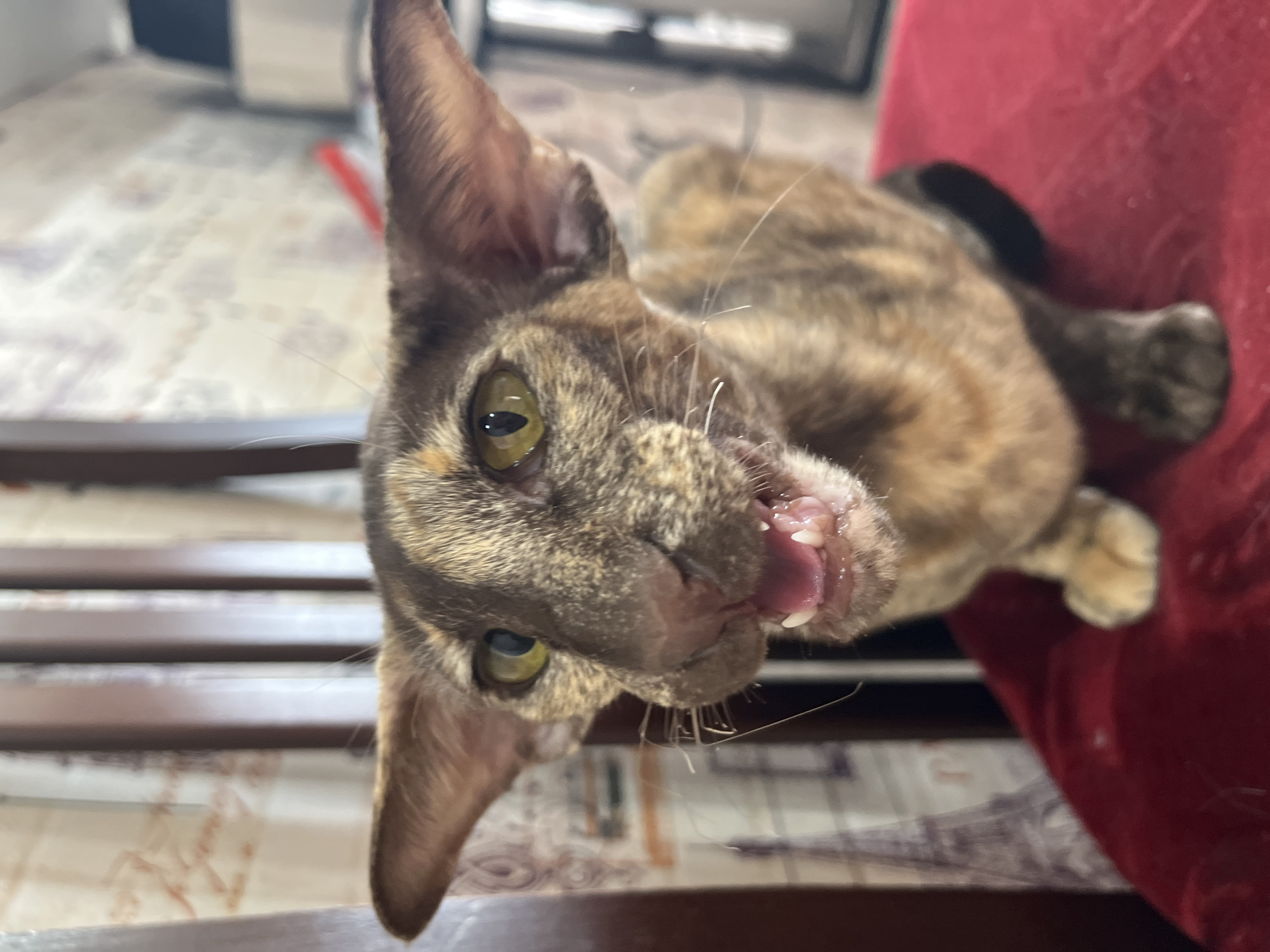 A tortoiseshell Oriental Shorthair cat with large ears and yellow eyes is pictured in a close-up, head-and-shoulders shot, looking directly at the camera. The cat's mouth is open, revealing its teeth and pink tongue, suggesting it might be meowing, panting, or yawning. The cat is seated on a red, velvety surface, possibly a cushion or chair. Behind the cat, out of focus, are elements of a room interior, including wooden chair backs, and patterned wallpaper with an Eiffel Tower motif. The background also shows a glimpse of a black television or monitor screen on the right. The lighting appears to be natural, possibly from a window, casting soft light on the cat. The location is identified as Chaikovsky, Russia.