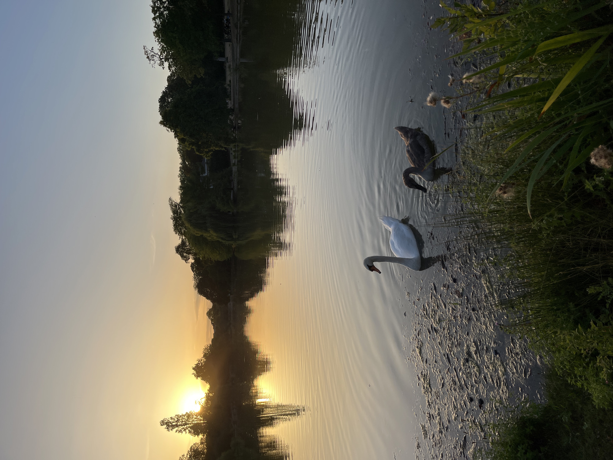 The image depicts a serene lake scene at sunset, with the warm glow of the setting sun reflecting on the water. Two swans are present in the lake: one adult white swan swimming gracefully near the foreground on the left, and a younger, darker swan to its right, dipping its head into the water. The lake is surrounded by lush green trees, creating a natural, tranquil atmosphere. The sky above transitions from a pale orange near the horizon to a soft blue, indicative of the twilight hour. The shoreline is covered with vegetation and some accumulated debris. The image does not contain any identifiable landmarks or elements that would pinpoint its location to a specific place within the city of Paris, France.