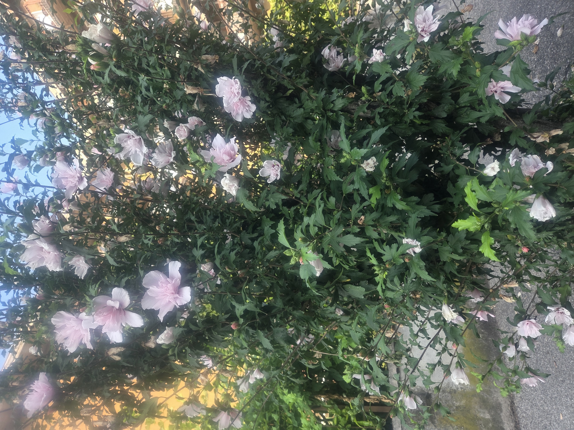 The image depicts a dense shrub of light pink hibiscus flowers in full bloom, with dark green foliage. The shrub is positioned outdoors, with a blurred background suggesting an urban environment. A rough, textured grey wall is visible to the left, and a grey asphalt surface is present at the bottom. In the upper left quadrant, a warm-toned building facade can be seen, hinting at a residential or commercial area. The sky is a clear blue. There are no people or animals visible in the scene. The lighting suggests it is daytime, with sunlight illuminating parts of the flowers and foliage. The overall impression is of a lush, flowering bush in an Italian city setting.
