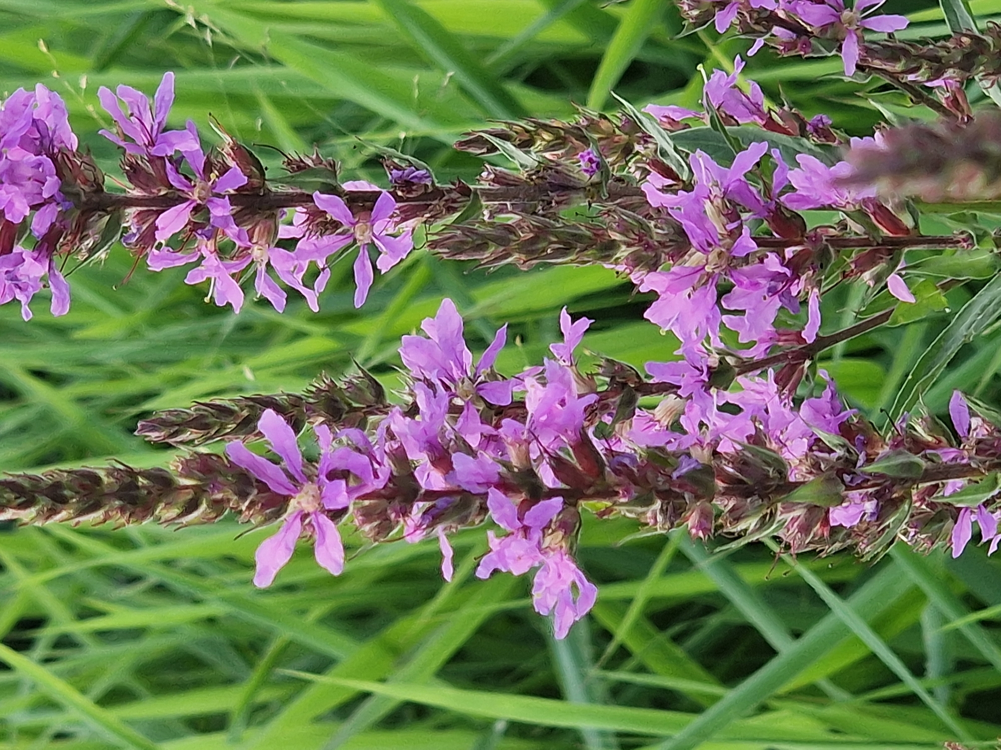 In Lipí, Czechia, a close-up, vertical shot showcases several spires of purple loosestrife flowers set against a background of blurred green grass. The flowers are clustered along tall, brown stalks with small, dark buds. The purple petals are delicate and have a slightly frayed appearance. The green grass is rendered in soft focus, suggesting a natural, outdoor setting.