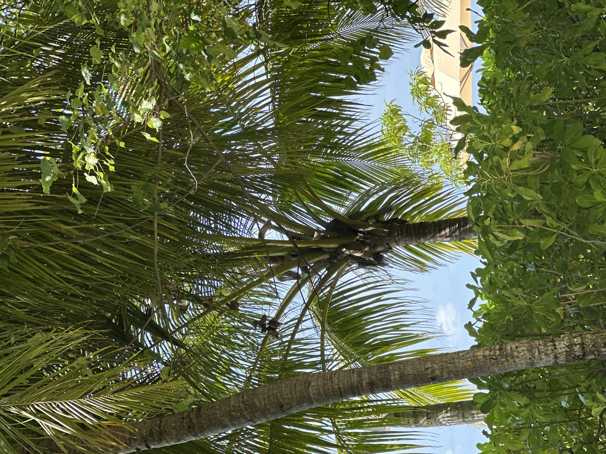 In the city of Halaveli, Maldives, this image captures a view looking up through lush green foliage and palm trees towards a clear blue sky. Two prominent palm trees, one on the left with a textured, greyish-brown trunk and another slightly to the right, dominate the foreground and midground, their fronds creating a dense canopy overhead. Interspersed with the palm fronds are branches of other leafy green trees. In the background, peeking through the leaves, is a portion of a light-colored umbrella, suggesting an outdoor seating or relaxation area. The overall scene is one of vibrant tropical nature, with the bright sky providing a stark contrast to the abundant greenery.