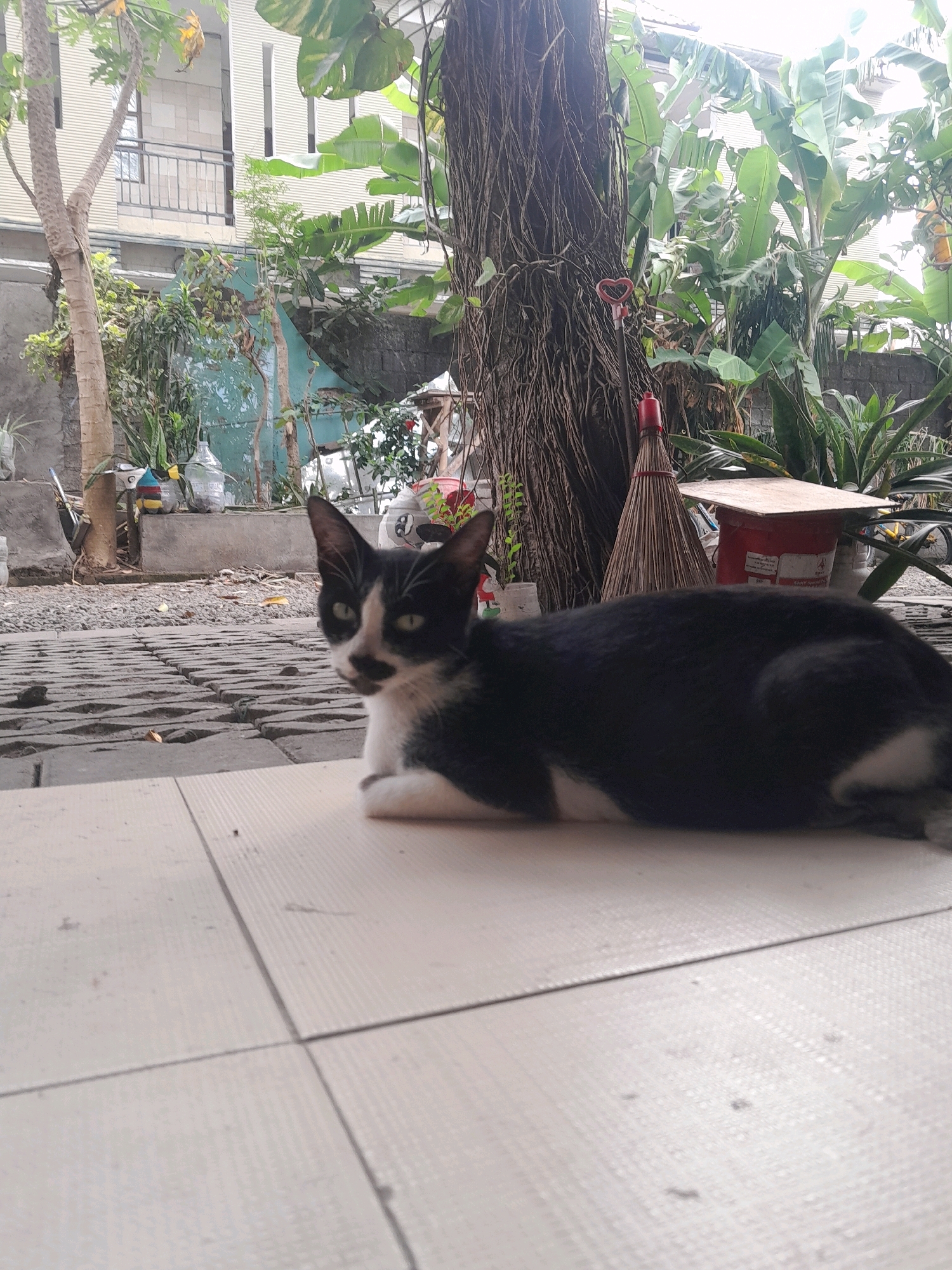The image depicts an outdoor scene in Denpasar, Indonesia. In the foreground, a black and white cat is resting on a tiled surface. The cat is looking towards the viewer with its head turned to the left. Behind the cat, a rough, textured tree trunk is visible, with ivy-like vines wrapped around it. Further in the background, there are various plants, including large banana leaves, and a multi-story building with a balcony. A broom with a red handle is propped against a red cylindrical object. The ground is a mixture of paving stones and gravel. The overall impression is of a slightly cluttered, naturalistic outdoor space.
