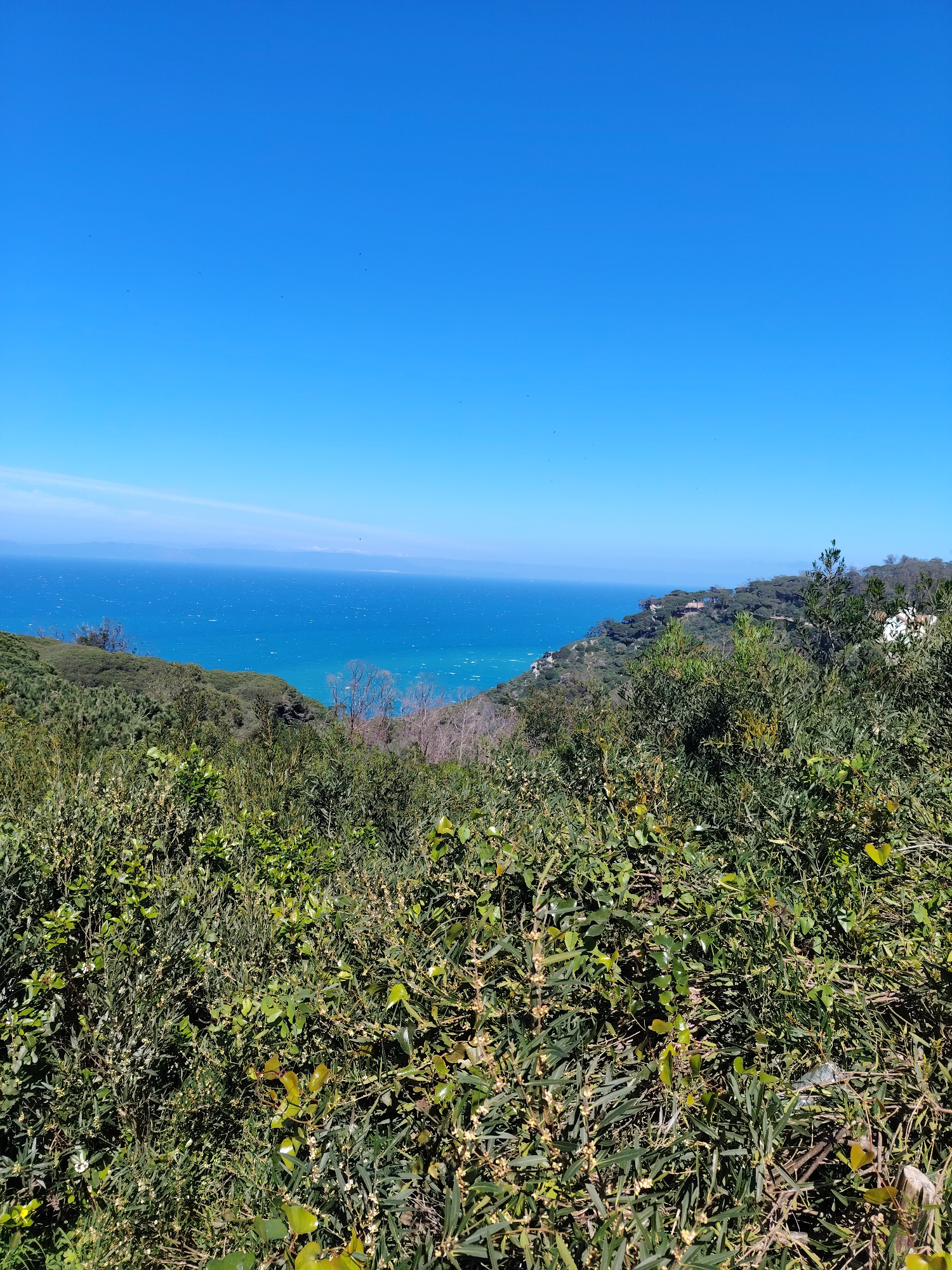 The image depicts an expansive outdoor scene overlooking the Mediterranean Sea or Atlantic Ocean from an elevated position in Tanger, Morocco. The upper third of the frame is dominated by a clear, vibrant blue sky containing several small, dark, indistinct aerial specks. Below the sky, the deep blue water of the sea stretches horizontally, exhibiting numerous white disturbances on its surface, indicating choppy conditions. A lighter blue band marks the distant horizon, with faint landmasses visible on the far left. The midground and foreground are characterized by lush, dense green vegetation, primarily scrub and trees, covering undulating hillsides that slope down towards the coastline. Within the foreground vegetation, various shades of green are present, with some plants displaying small white or yellowish blossoms. Scattered among the green foliage are a few areas of lighter-colored, possibly drier, vegetation or bare branches. On the distant right hillside, nestled amidst the trees, a white building with a reddish roof is visible. No individuals or specific human activities are discernable within the frame. The scene is illuminated by bright, clear daylight.