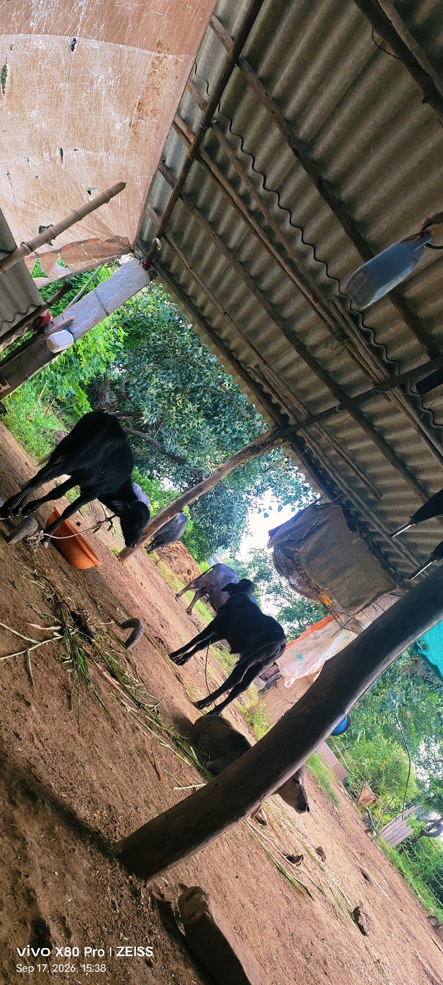 The image depicts a rustic animal shelter with a corrugated metal roof supported by wooden beams. The ground is dirt, with scattered dry grass and some green foliage visible in the background. Three cattle are present in the shelter. One black calf is standing near an orange trough. Another black calf is in the foreground, facing away from the camera. A third, larger gray cattle is lying down further in the shelter. A blue plastic bottle is hanging from one of the roof beams. The scene is likely located in Guradiya Mana, India, as indicated by the timestamp and device information in the lower left corner.