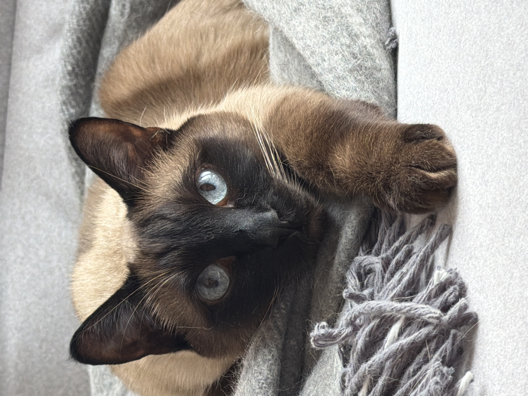 A Siamese cat is depicted lying diagonally and looking directly at the viewer. Its striking blue eyes contrast with its dark brown facial mask and ears, characteristic of the breed, and its lighter cream-colored fur on the body. The cat's front paw, also dark brown, is visible on the upper right. It is snuggled into a soft, grey knitted or woolen blanket, which features textured folds and visible fringe on the right side. A plain, light-colored surface, possibly a wall or another piece of furniture, is visible alongside the blanket on the right. The scene is indoors, conveying a sense of warmth and comfort. The lighting is soft, suggesting a relaxed environment. The cat appears calm and curious. There is no visible text.