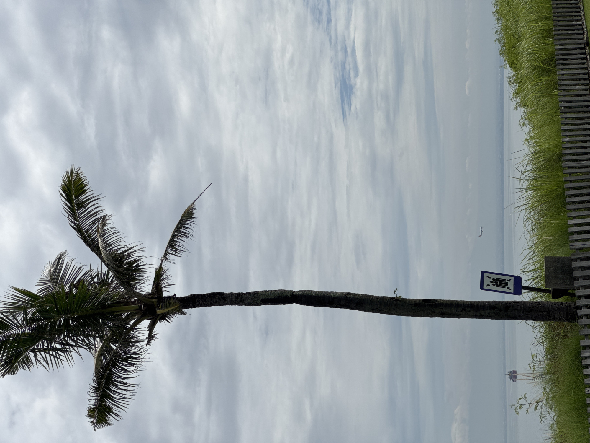 The image shows a view from Kuta Selatan, Indonesia. A tall palm tree extends horizontally across the frame, with its leafy fronds on the left and the trunk stretching towards the right. A sign is attached to the tree on the right, depicting a group of people with arrows pointing inwards. Beyond the tree, a grassy area and a wooden fence border the scene. In the distance, a body of water (likely the ocean) is visible, with a structure resembling an oil rig or platform in the water and a plane in the sky. The sky is overcast with cloudy, diffuse lighting.