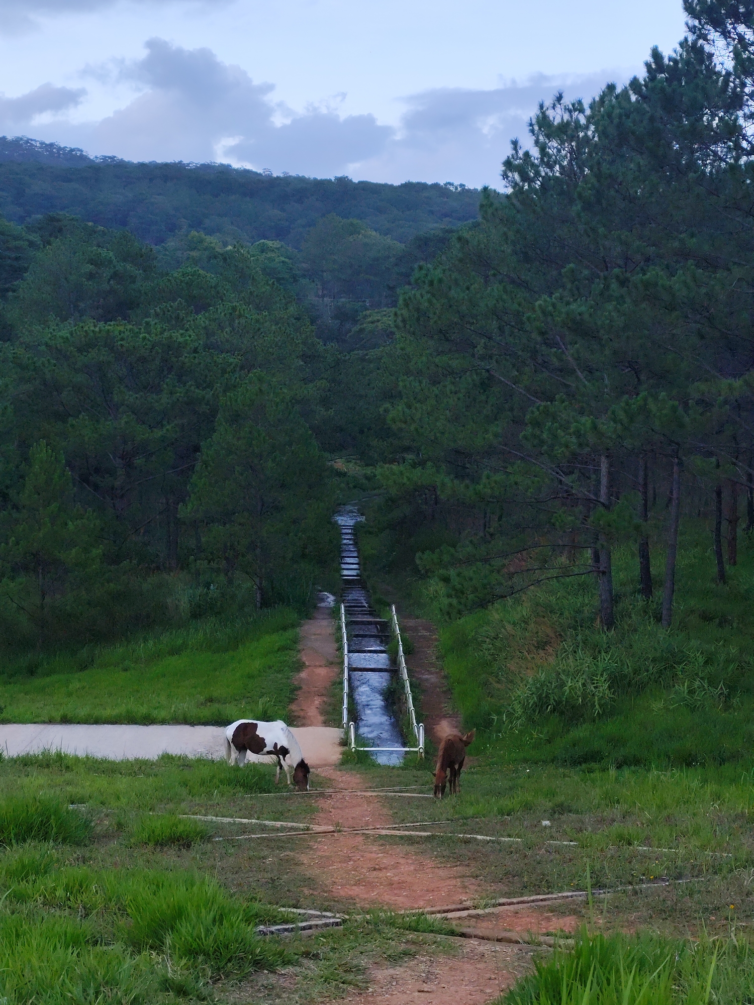 The image captures a serene landscape in Da Lat, Vietnam. The scene is dominated by a dirt path leading uphill through a dense pine forest. A concrete aqueduct runs alongside the path, carrying water. In the foreground, two animals graze on the grassy verge beside the path: one, a brown and white pony; the other, a reddish-brown deer. The sky is overcast. The overall atmosphere is peaceful and rural.