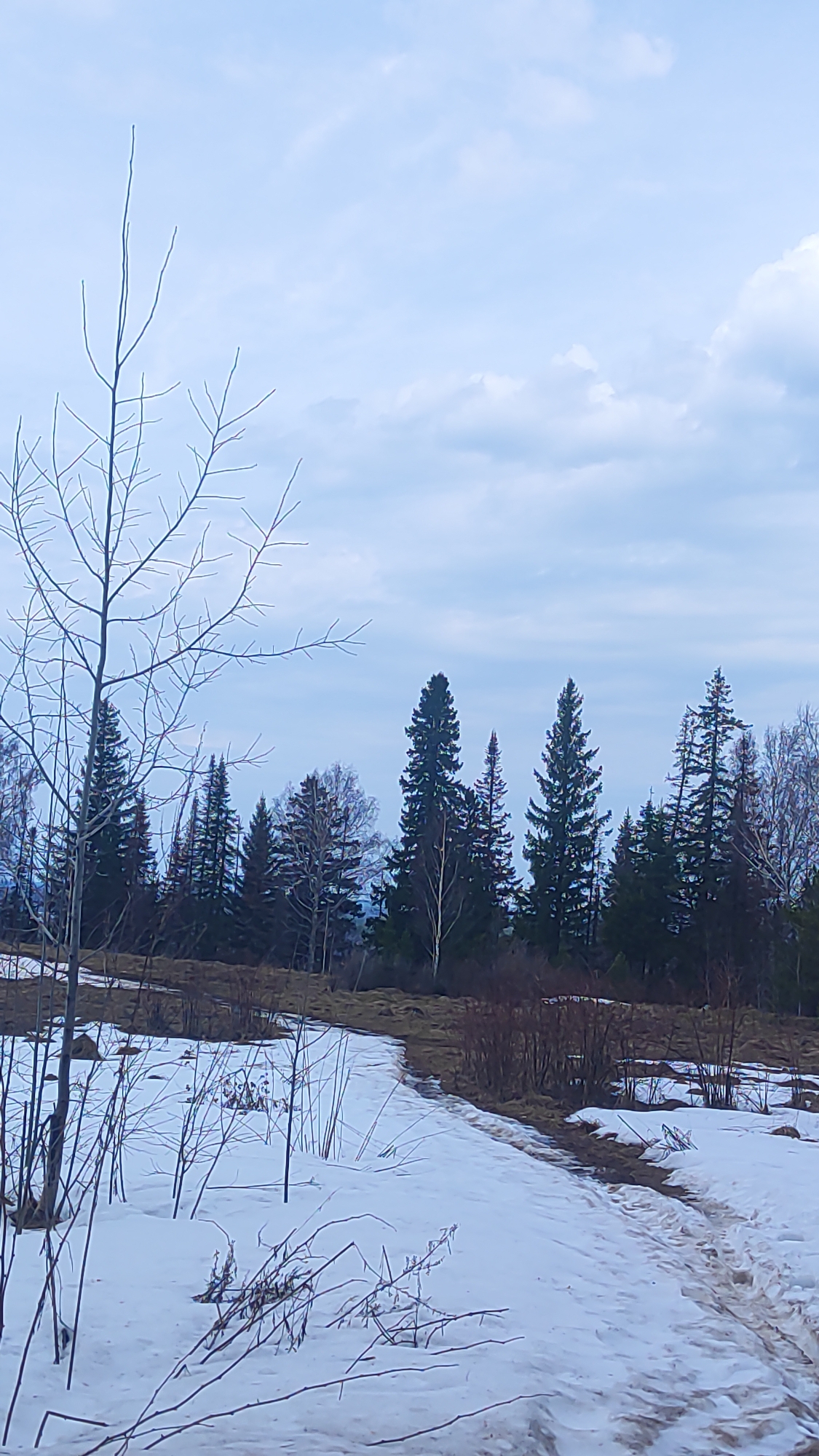 The image depicts a winter or early spring scene in a location with coniferous trees, likely in a rural or mountainous area. Patches of snow cover the ground, especially along a visible path. In the foreground, there are leafless trees and shrubs emerging from the snow. The background is a line of evergreen trees against a cloudy sky. Based on the location provided, the scene could be in the vicinity of Прикамский, Russia, given the likely landscape features typical of the area, such as coniferous forests and seasonal snow cover. There are no people or animals visible.