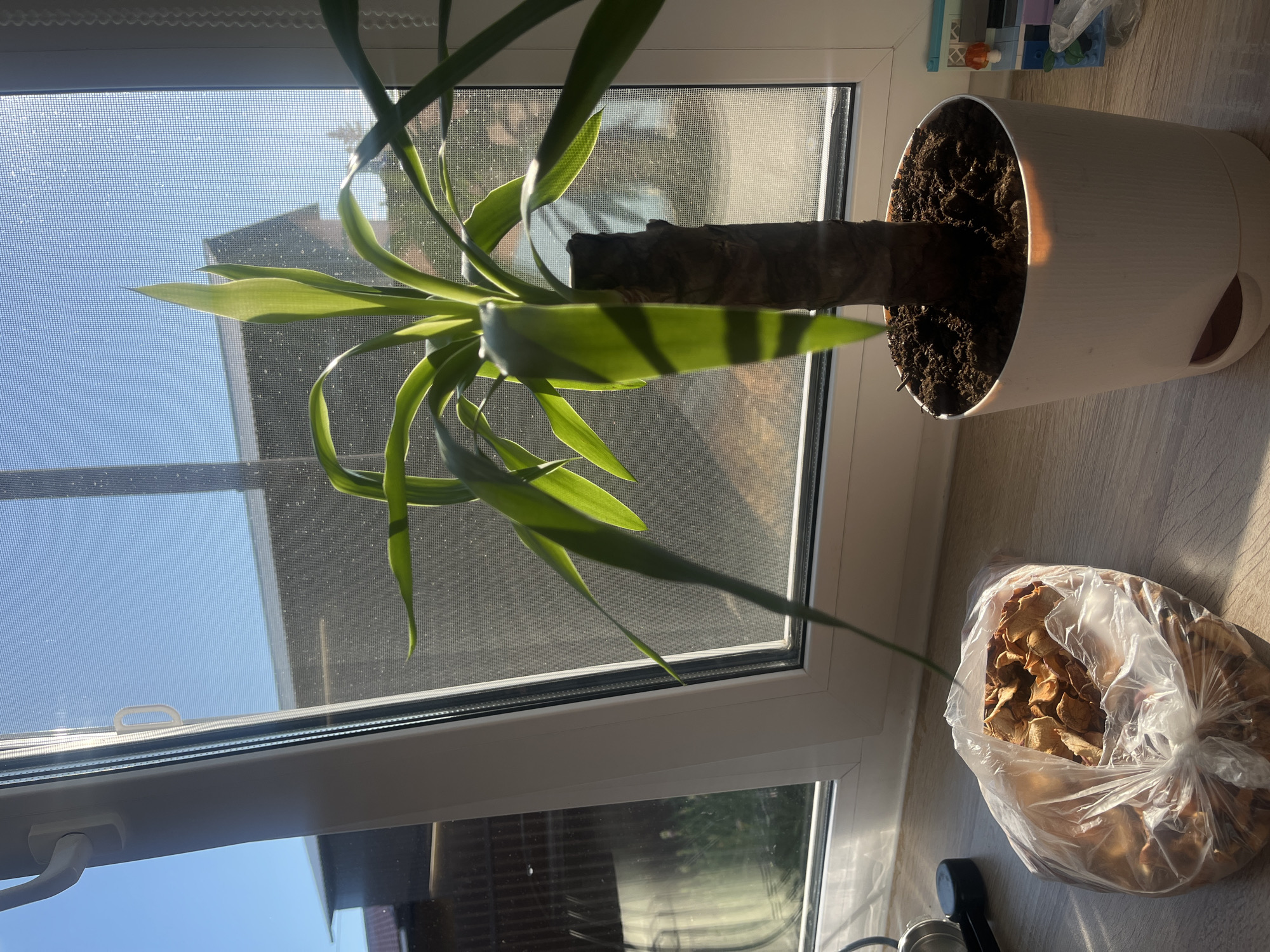A yucca plant in a white pot sits on a windowsill in Бруснятское, Russia. The plant is healthy with green leaves, and it casts a shadow on the windowsill. Next to the plant is a clear plastic bag filled with dried fruit, possibly apples. The windowsill overlooks a backyard with a fence and trees. The sky is blue and clear. The scene is bathed in bright sunlight.