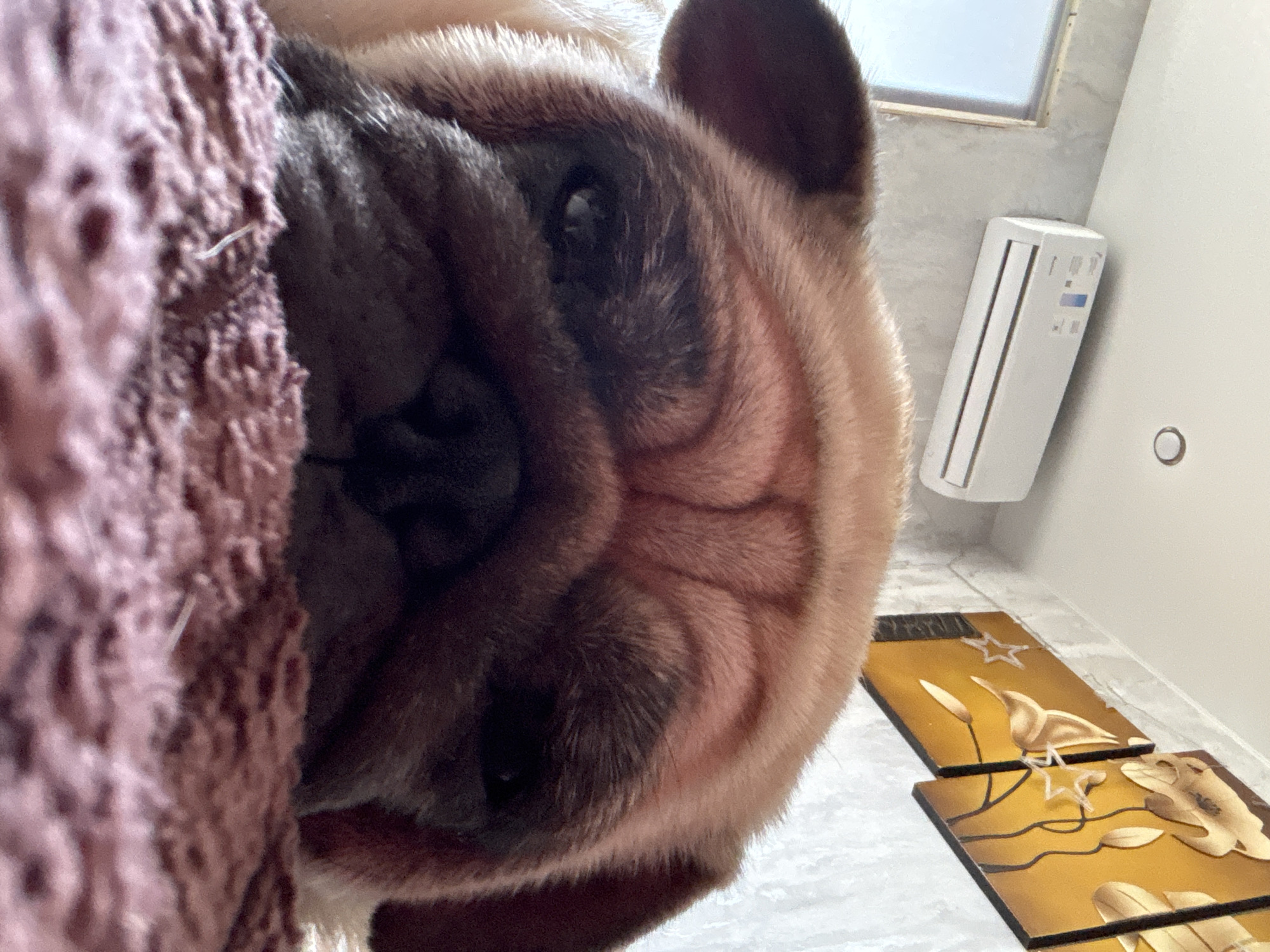 The close-up, low-angle shot features the face of a pug dog, its snout and wrinkled brow filling most of the frame. The dog is nestled against a textured, reddish-brown blanket. Behind the dog, a white air conditioning unit is mounted on a wall. Below and to the right, two decorative gold panels with images of birds and plants are visible on a tiled surface. The lighting suggests an indoor setting, possibly a living space. There is no visible text in the image. The overall mood is intimate and focuses on the dog's endearing features. The location is specified as Sochi, Russia.