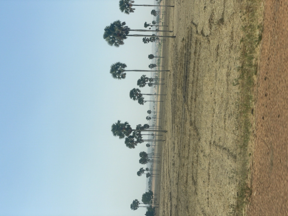 A field of dry grass spans the foreground. A dirt path runs along the field's edge. The sky is clear blue. Rows of tall, thin palm trees dot the landscape, receding into the distance. The trees cast faint shadows on the ground.