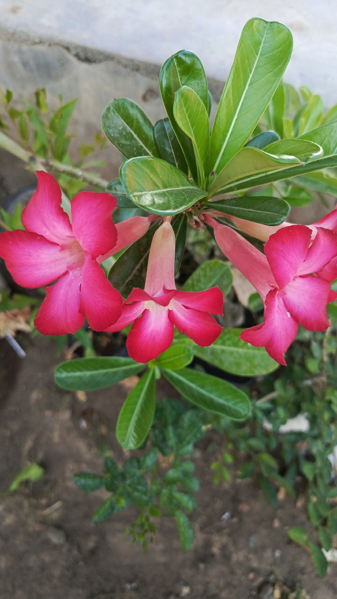 A close-up, overhead shot captures a cluster of vibrant pink Adenium flowers, also known as Desert Roses, in a garden. The flowers, with their fuchsia-colored petals fading to a lighter pink in the center, are the prominent subjects. They are surrounded by lush, green leaves, some of which have a glossy sheen and white or pale green margins. The background consists of textured, reddish-brown soil with scattered pebbles and some out-of-focus green foliage. A light-colored, textured wall or surface is visible in the upper portion of the image. The scene depicts a natural, outdoor environment in Bajang, Indonesia. There are no people or animals present.