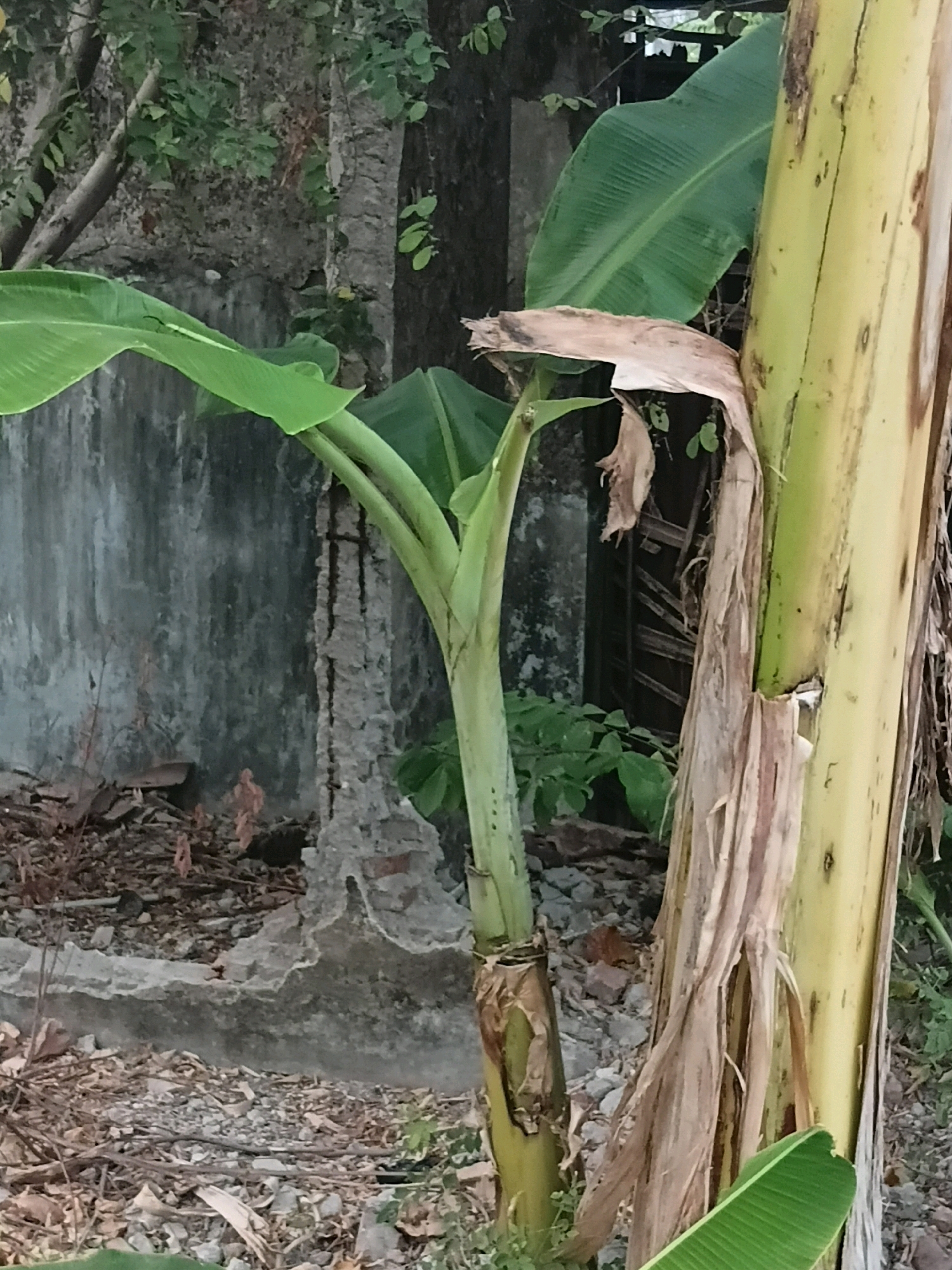 The image shows a close-up view of a banana plant with its large green leaves and yellowing pseudostem. The background consists of a weathered, crumbling concrete wall with exposed rebar, suggesting an abandoned or dilapidated structure. Debris, including leaves, twigs, and small stones, litters the ground around the base of the plant and the wall. The overall impression is one of a neglected outdoor area, possibly an urban fringe or a forgotten corner of a property. The location is identified as Cikal, Indonesia, based on the provided information.