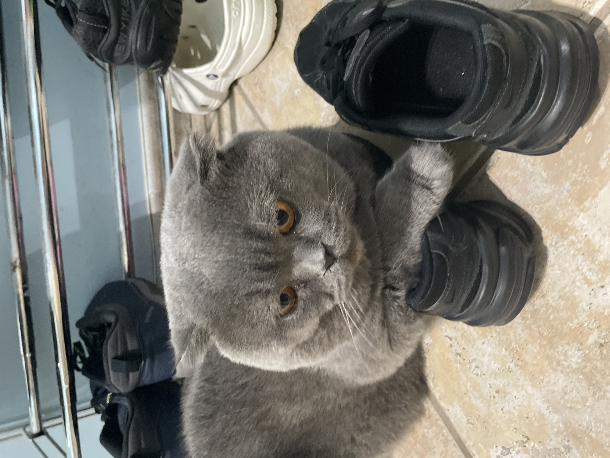 A grey Scottish Fold cat is the central subject, positioned directly facing the camera. The cat is sitting on a beige tile floor, its paw resting on a black athletic shoe with a thick, segmented sole. Other footwear is visible in the background: a white Croc-style shoe, and a pair of navy blue shoes near a metal rack. The location is indoors.