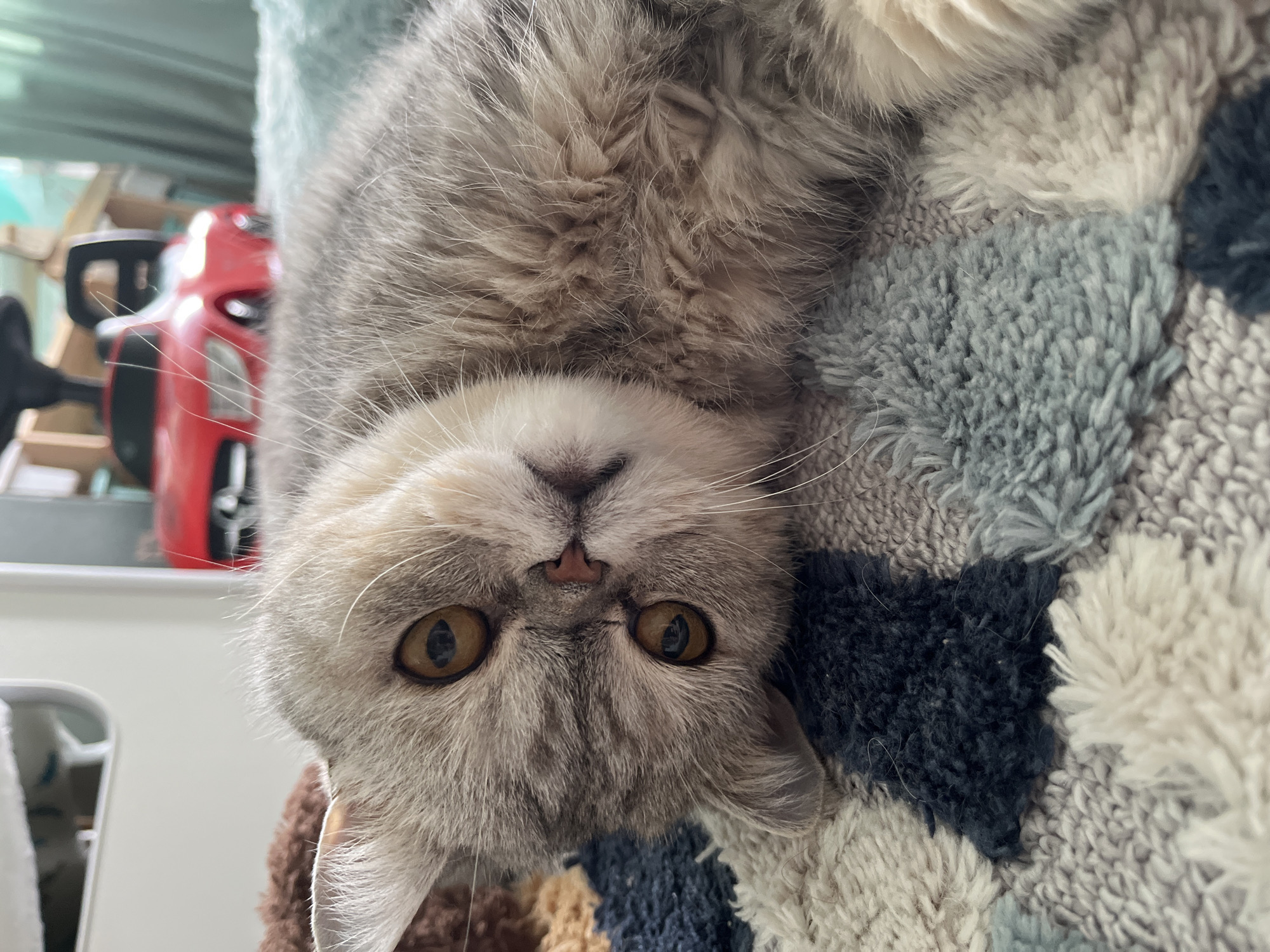 An adorable domestic cat is captured in a close-up, head-on shot, lying on its back with its face upside down. The cat has soft, fluffy grey and white fur, prominent long white whiskers, and a small pink nose. Its large, round eyes, with distinctive amber irises and narrow vertical pupils, gaze directly at the viewer, conveying a calm and curious expression.
The cat is resting on a cozy, textured blanket or rug, which forms the right side of the background. This blanket features a patchwork design with varying shades of blue (light and dark), grey, and cream/white, showing a soft, shaggy texture. To the left, the background is out of focus, revealing blurred elements of an indoor setting, including a bright red object, possibly a toy or equipment, and some light-colored furniture or structures. The lighting suggests an indoor daytime scene. No text is visible in the image.