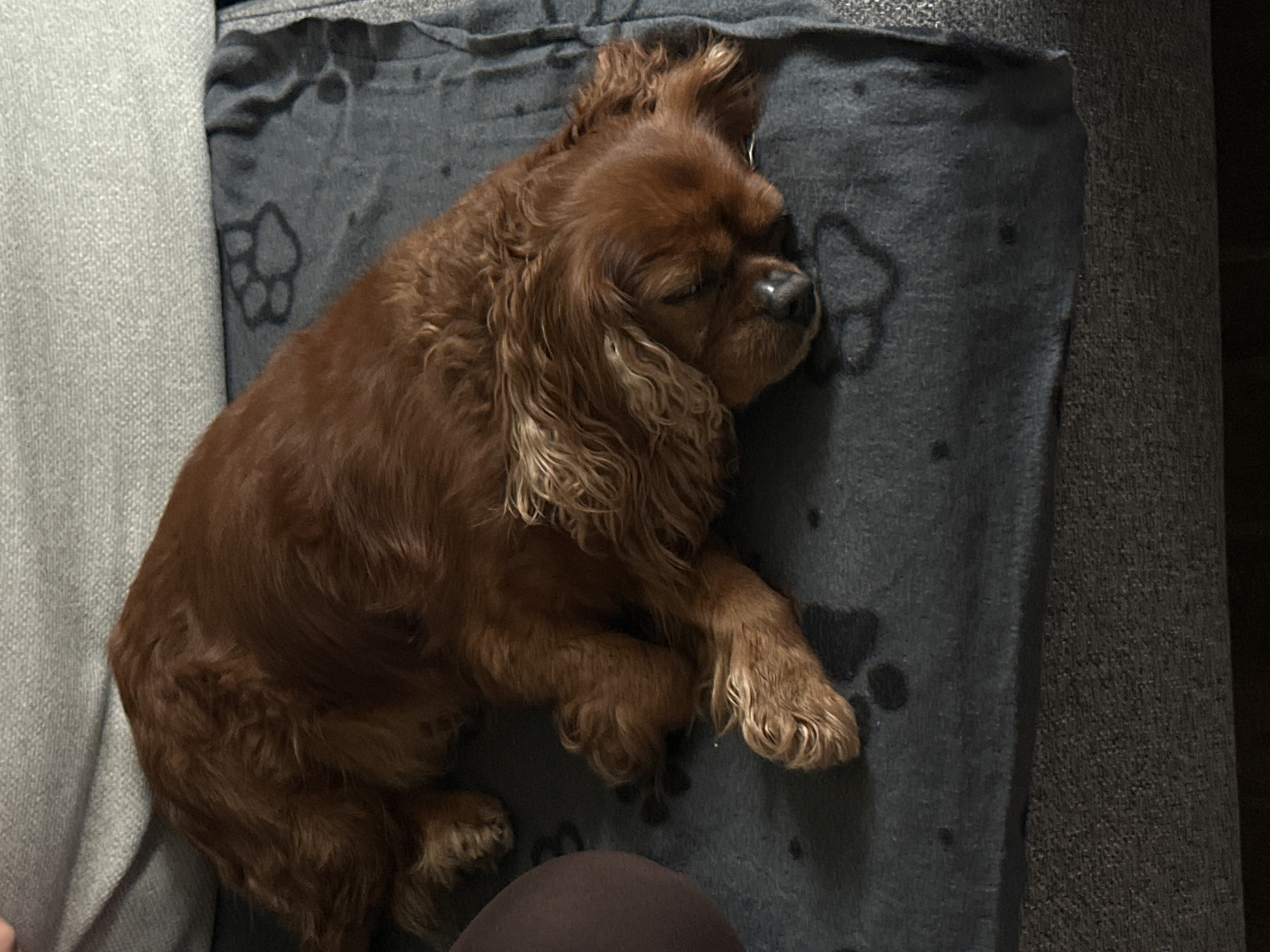 A Cavalier King Charles Spaniel is sleeping on a gray blanket with paw print designs. The blanket is resting on a gray couch. A light gray pillow is to the left of the blanket. A dark brown object is partially visible below the dog. No people are visible. The location is not discernable in the image.