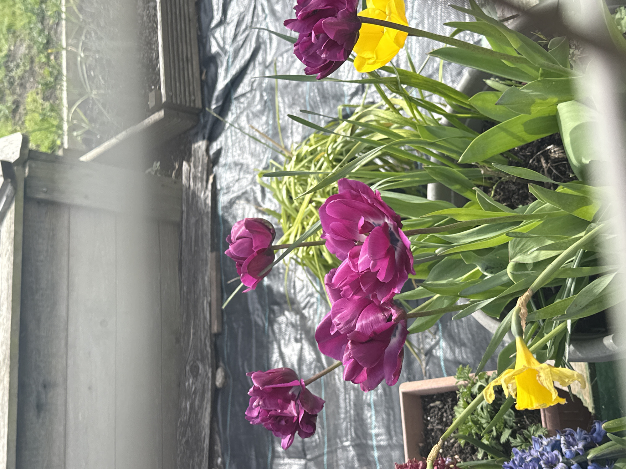 The image shows a close-up of flowers, including tulips and daffodils, in pots on a balcony or patio. The background includes a tarp-like surface and a view of foliage and possibly a field visible through a blurry window or opening. The setting is likely a domestic garden or balcony, and the location in Great Yarmouth, United Kingdom, is not discernible from the image. There are no people, subjects, actions, or interactions visible in the photograph.