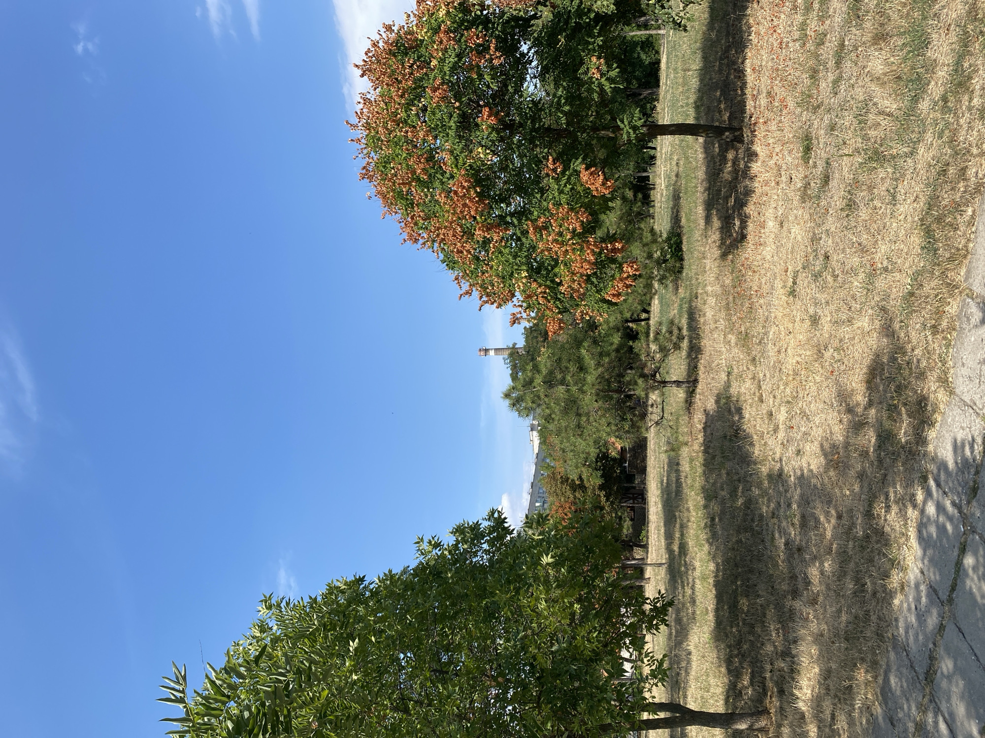 The image captures a park area in Chornomorsk, Ukraine, under a clear blue sky with scattered white clouds. In the foreground, a paved path made of concrete slabs is visible on the left. The ground is covered with dry, yellowish grass. Several trees are present: a tall, leafy green tree on the left, a tree with abundant orange seed pods in the middle right, and several other trees and evergreens in the background. A distant industrial chimney with a checkered pattern of white and reddish-brown is visible against the sky. In the far background, a row of buildings can be seen. The scene appears to be a public park during daylight.