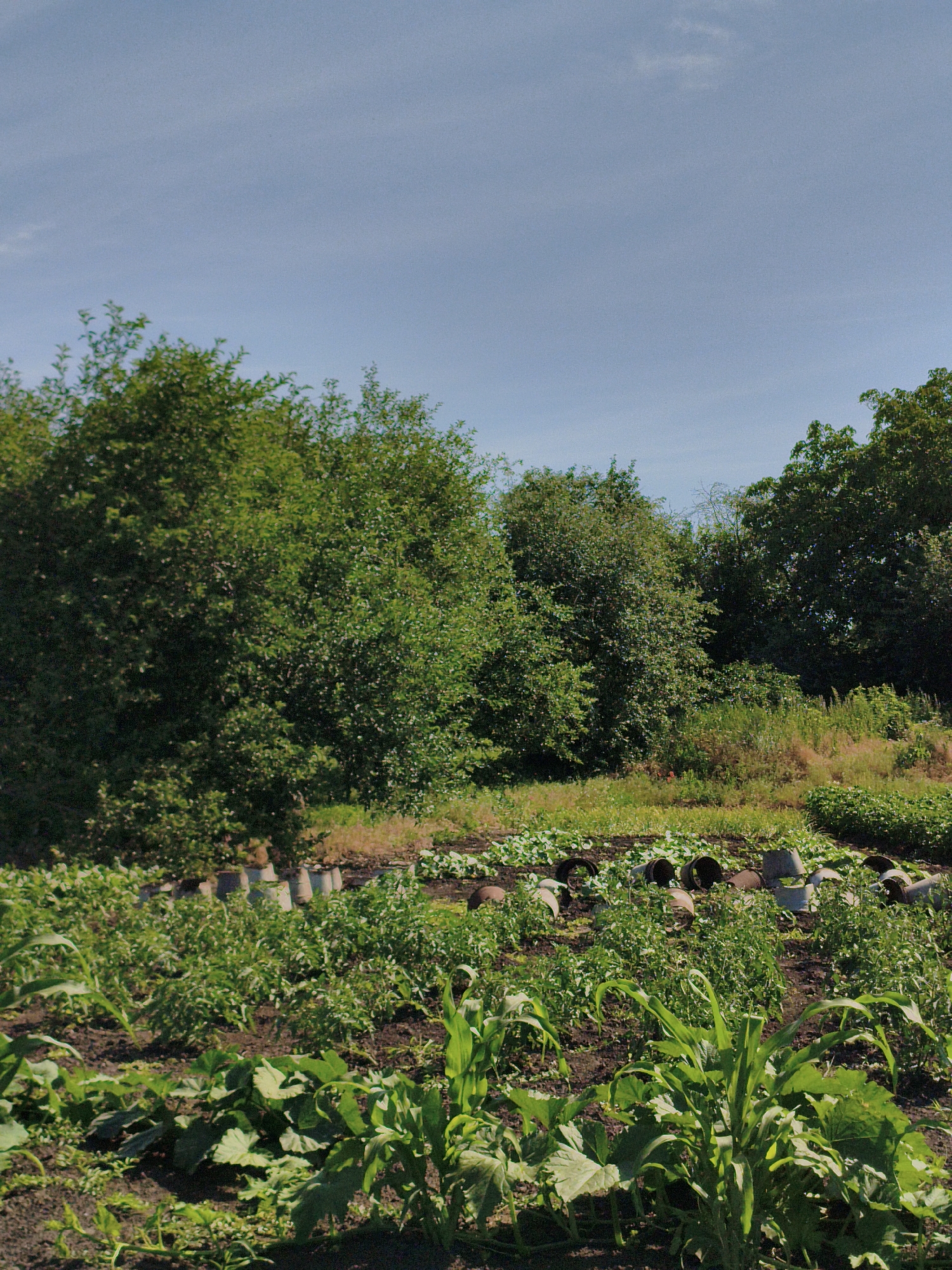 This image depicts a garden scene in the village of Psilske, Ukraine. The foreground is filled with lush green vegetation, including what appears to be rows of crops like corn and squash. In the mid-ground, there are more garden beds with various plants, and a line of what looks like industrial pipes or concrete rings arranged along the edge. Beyond the garden, a dense line of trees forms a backdrop, their leaves a vibrant green against a clear blue sky. The overall impression is one of a cultivated, rural environment under a bright, sunny day.