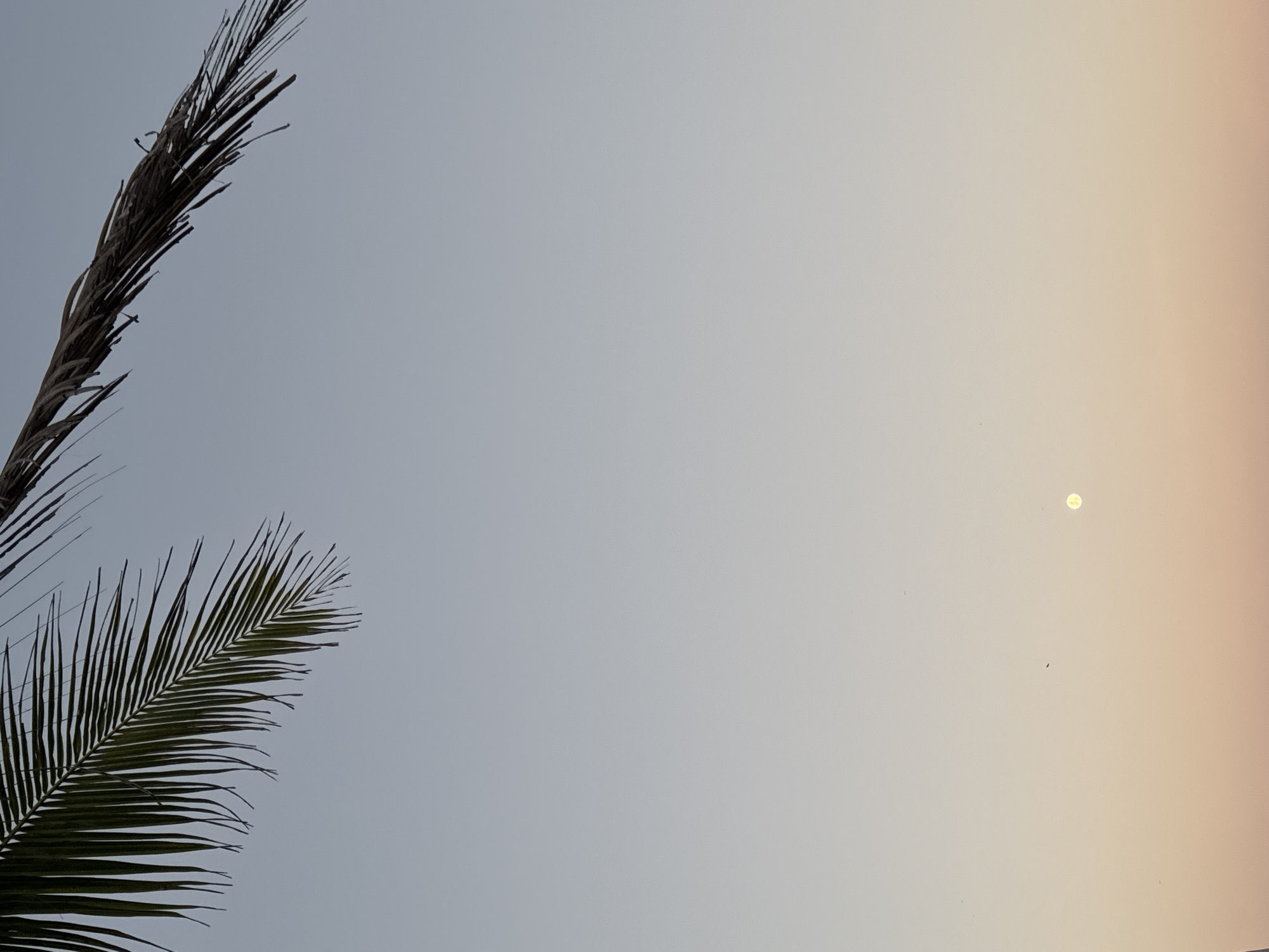 The image shows a sky with palm tree branches on the left side. The sky fades from a pale blue on the left to a light orange on the right. There is a small, bright, circular object in the center-right, possibly the moon or the sun. There are some dark spots, that could be bugs, towards the bottom-right. The image appears to be taken outdoors, in Kediri, Indonesia, judging by the geographical reference.