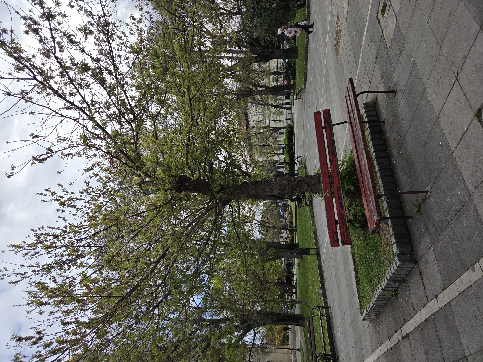 This image captures a park or a public square, presenting a view dominated by large, deciduous trees just beginning to leaf out, suggesting springtime. The perspective is slightly low, looking up towards the tree canopy and a bright, cloudy sky.
In the foreground and extending through the midground, a wide paved path or promenade is visible, made of square grey tiles. To the right of this path, a long, worn red park bench with wooden slats and metal supports is positioned alongside a neatly bordered strip of green grass. Further along the path, other benches are visible in the distance. The grass border is constructed from stacked grey blocks.
Two figures are discernible on the paved path in the midground, towards the right side of the image. One appears to be an adult in a light-colored jacket, and the other is a smaller person, possibly a child. They seem to be walking or standing.
Beyond the immediate park area, several multi-story buildings with classic architectural elements can be seen in the background, suggesting an urban setting. The trees feature nascent green leaves and some light-colored blossoms or catkins. The general atmosphere is bright daylight. No specific text is visible within the image. The red benches show signs of age, with paint peeling in places. The overall scene depicts a peaceful public space.