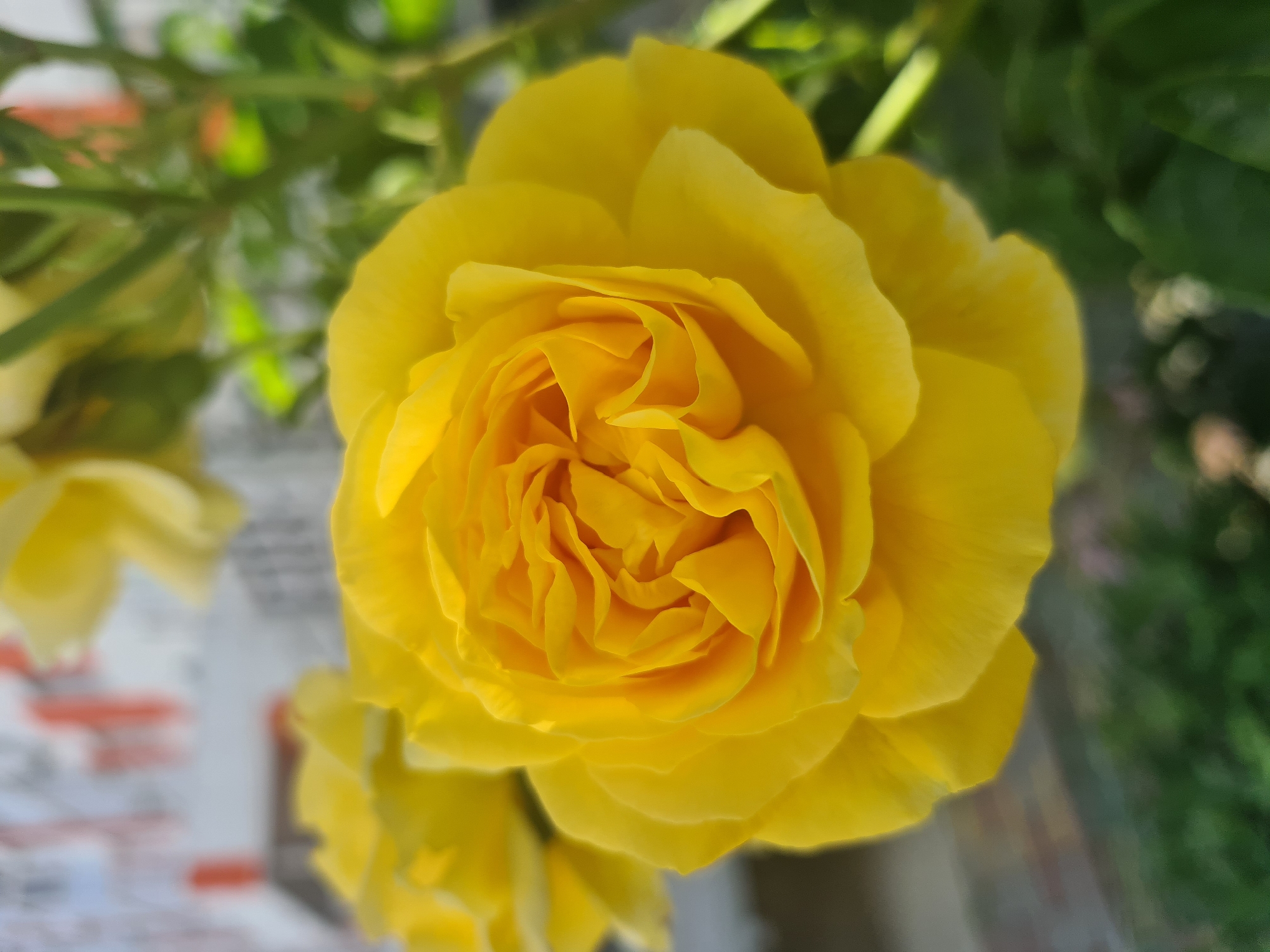 A close-up, outdoor, eye-level shot features a vibrant yellow rose in full bloom, dominating the foreground. The rose's petals are tightly packed and ruffled, creating a textured, intricate center. To the left, another yellow rose, partially out of focus, is visible. The background is a blur of green foliage and a hint of a building with red and white accents, suggesting an urban garden setting. The lighting is natural, casting soft shadows and highlighting the rose's rich color. The image is sharp and clear, focusing intensely on the delicate details of the flower.