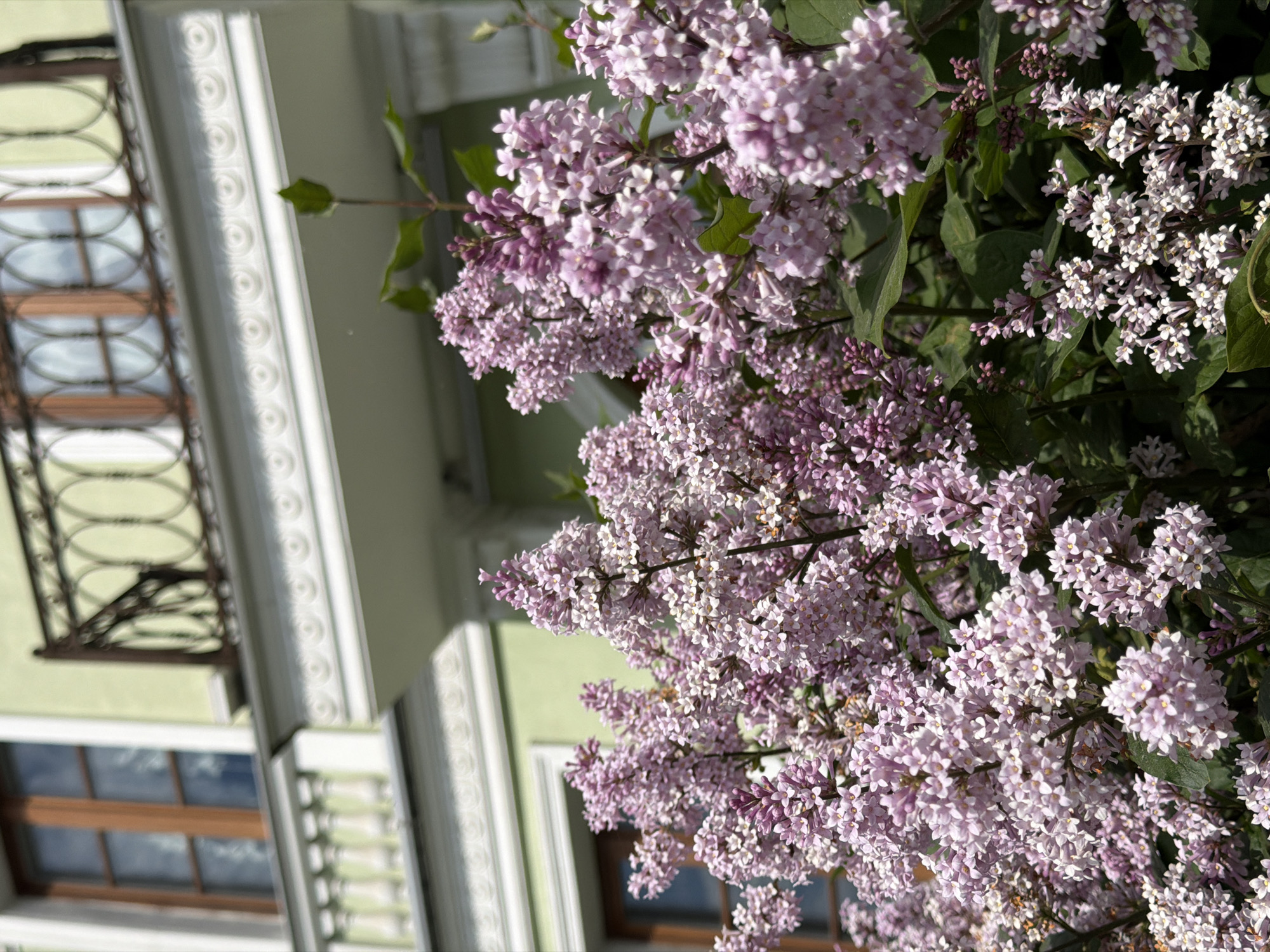 The image captures a vibrant close-up of light purple and pink lilac flowers, heavily clustered and in full bloom, dominating the right and central areas of the frame. Lush green foliage surrounds the blossoms.
In the background, to the left, is the facade of a building exhibiting classic architectural details. It features several rectangular windows with dark brown frames. A section of the building showcases a decorative balcony or railing with intricate, oval-patterned metalwork. Vertical architectural elements, possibly pilasters or decorative bands, are visible on the building's exterior, adorned with repeating circular or scroll-like patterns. The building's main wall is a muted pale green or light yellow, contrasting with the vibrant flowers.
The scene is bathed in bright, natural daylight, indicating clear weather. No human activity is present. The overall atmosphere suggests spring or early summer. The image has an unusual upward and diagonal angle, presenting the building and flowers from a unique perspective. This scene is set in Saint Petersburg, Russia. No text is visible in the image.