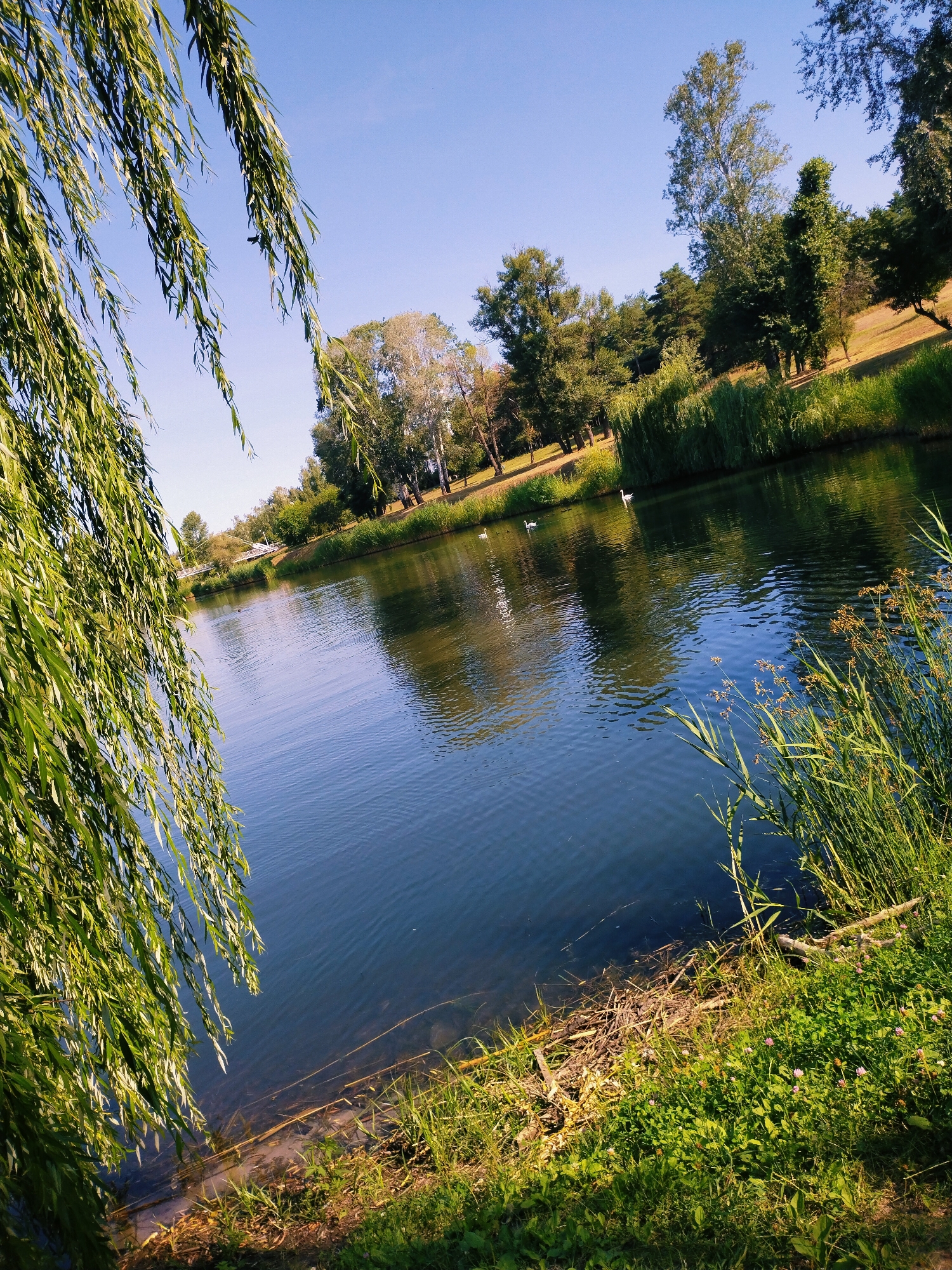 A scenic view of a park in Horishni Plavni, Ukraine, features a tranquil body of water reflecting a clear blue sky. Lush green trees and reeds line the banks of the water. In the foreground, the drooping branches of a weeping willow tree partially obscure the view, their leaves illuminated by sunlight. Several white swans are visible on the water, gliding gracefully. The shoreline is covered in vibrant green grass, with some scattered pink clover flowers. The overall impression is one of a peaceful, natural environment within an urban setting.