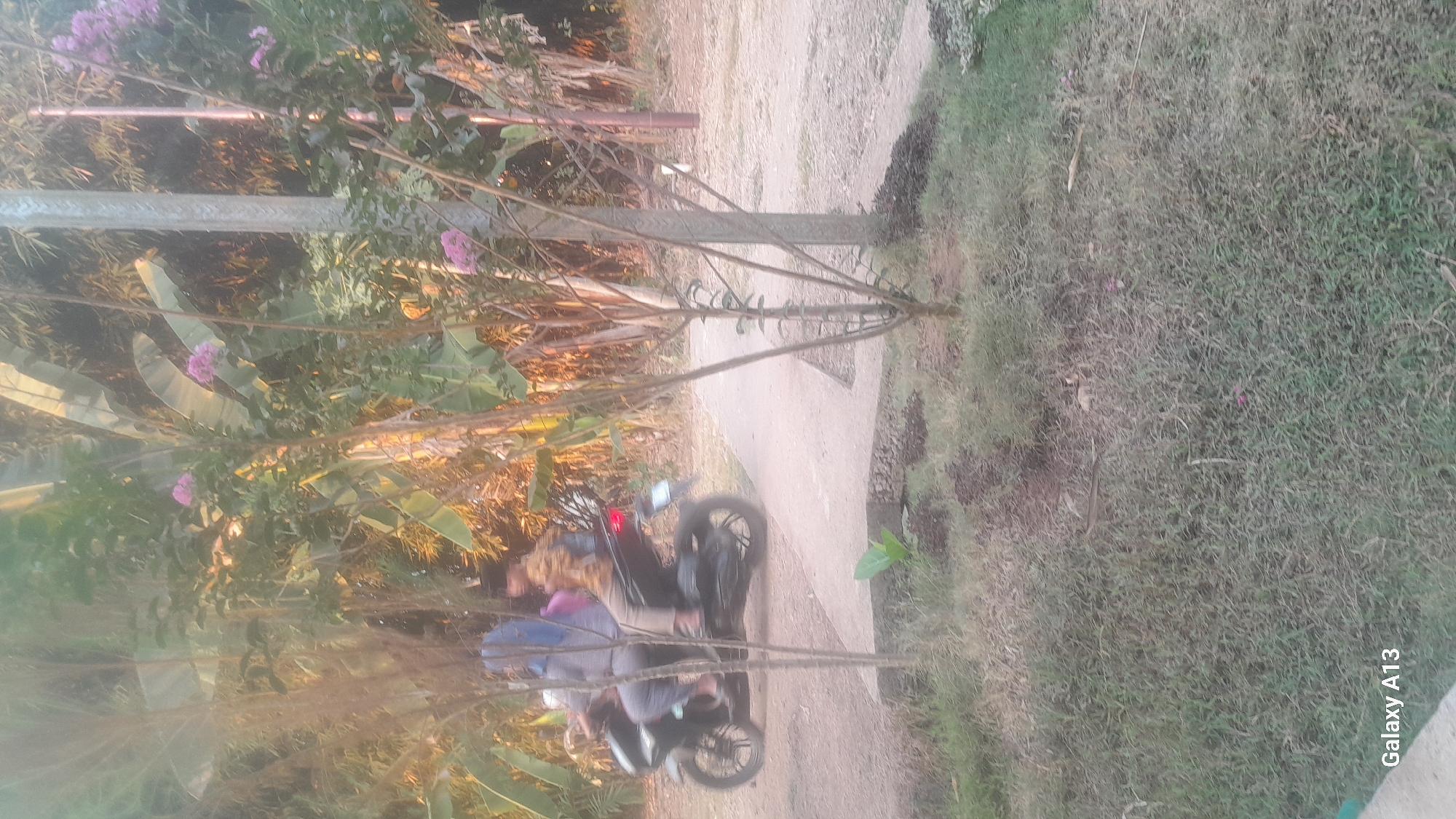 Two individuals are riding a motorcycle on a paved path in a rural outdoor environment. The person in the front is wearing a blue hijab and a grey shirt, while the person in the back is wearing a patterned shirt and a head covering. The motorcycle is dark in color. The path is surrounded by vegetation, including tall grasses, trees with branches and leaves, and some flowering plants with pink blooms. In the background, there are larger leaves, possibly from banana plants, and bamboo. A utility pole is visible to the right of the motorcycle. The lighting suggests it is either early morning or late afternoon. The lower left corner of the image displays "Galaxy A13".