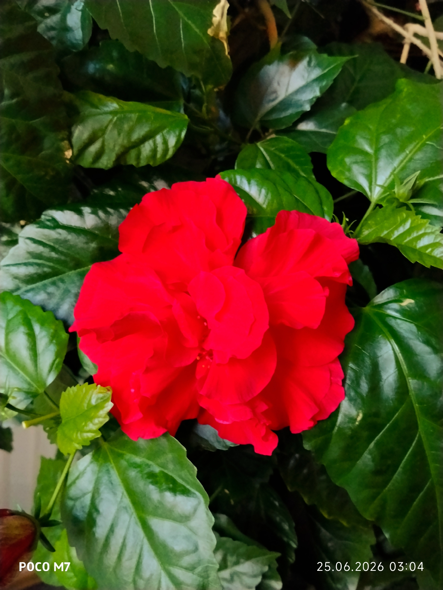 A close-up shot shows a bright red hibiscus flower surrounded by lush green leaves. The flower is in full bloom with multiple layers of petals. A small, red bud is visible in the lower left corner. The image also has text overlays in the bottom left and bottom right corners, reading "POCO M7" and "25.06.2026 03:04" respectively. The setting appears to be natural, likely outdoors or in a well-lit indoor space with plants. The lighting is bright, highlighting the vibrant colors of the flower and foliage.