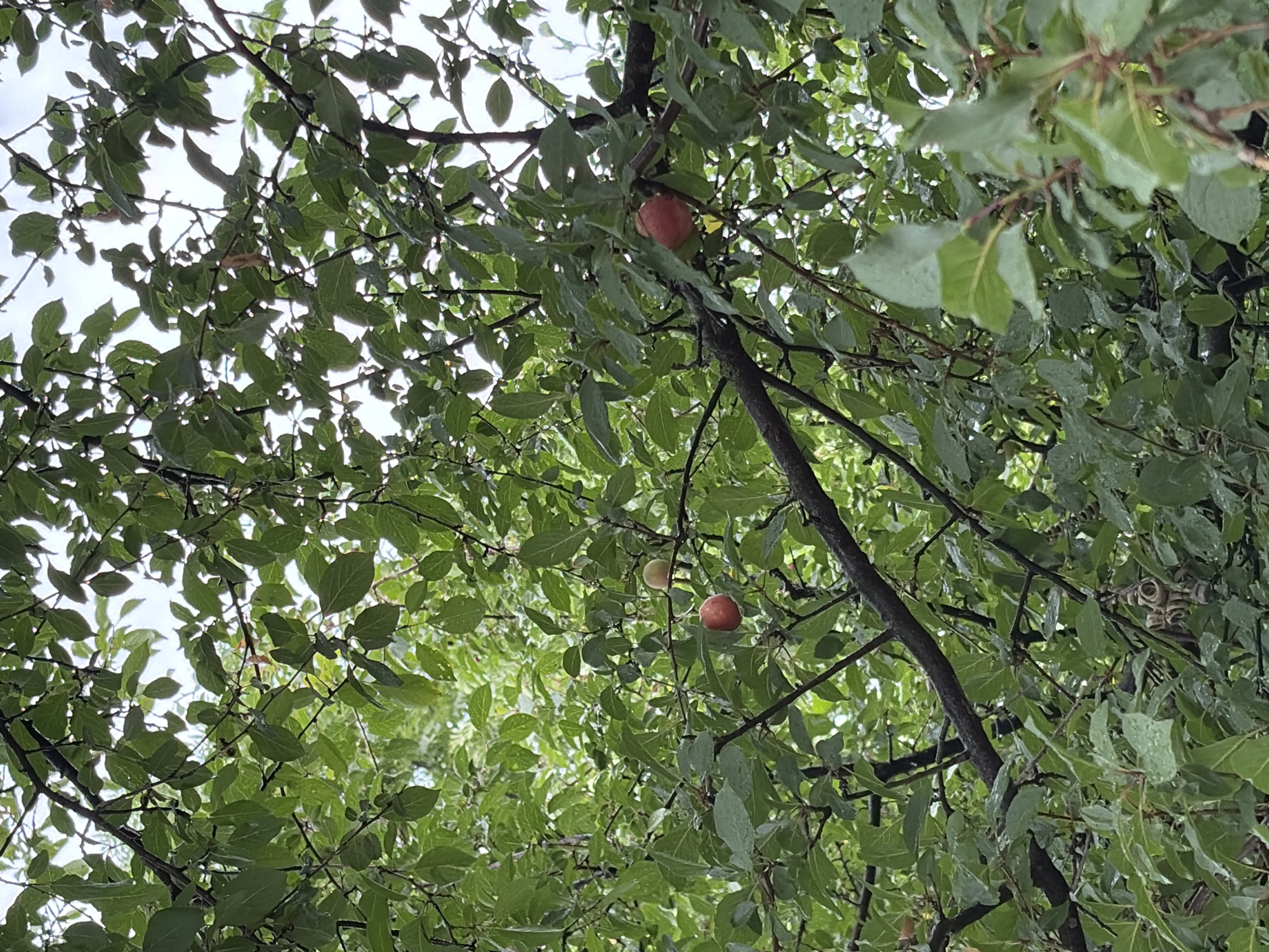 The image shows a close-up view of a tree with green leaves and several small fruits, likely plums or apples, ripening on its branches. The fruits vary in color, with some appearing red and others a pale green. The leaves are wet, suggesting recent rain. The branches are dark and woody, some with a rough texture. The background is a canopy of more leaves, obscuring a clear view of the sky, though some bright areas indicate daylight. There are no people or animals visible in the image. The scene appears to be in a natural setting, possibly a garden or orchard within the city of Chernihiv, Ukraine.