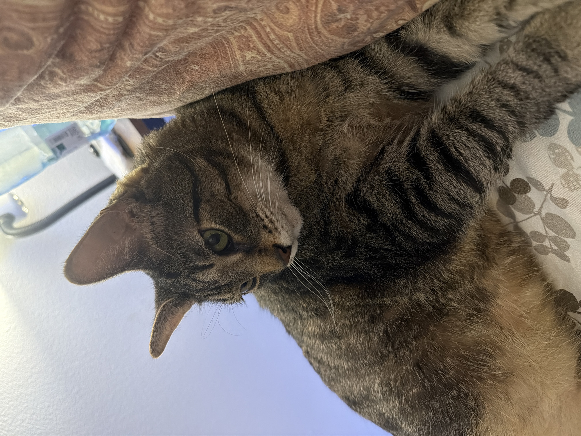A tabby cat with green eyes is lying on a patterned surface, possibly a bed or sofa. The cat is looking down and to the left. Part of the cat's face, ears, torso, and legs are visible. To the right of the cat, a large, patterned textile, possibly a blanket or pillow, is visible. In the background, a light blue surface, possibly a wall or sky, is seen, along with a hint of a bottle and a lamp. There is no discernible information within the image to suggest a location in Portland, United States of America.