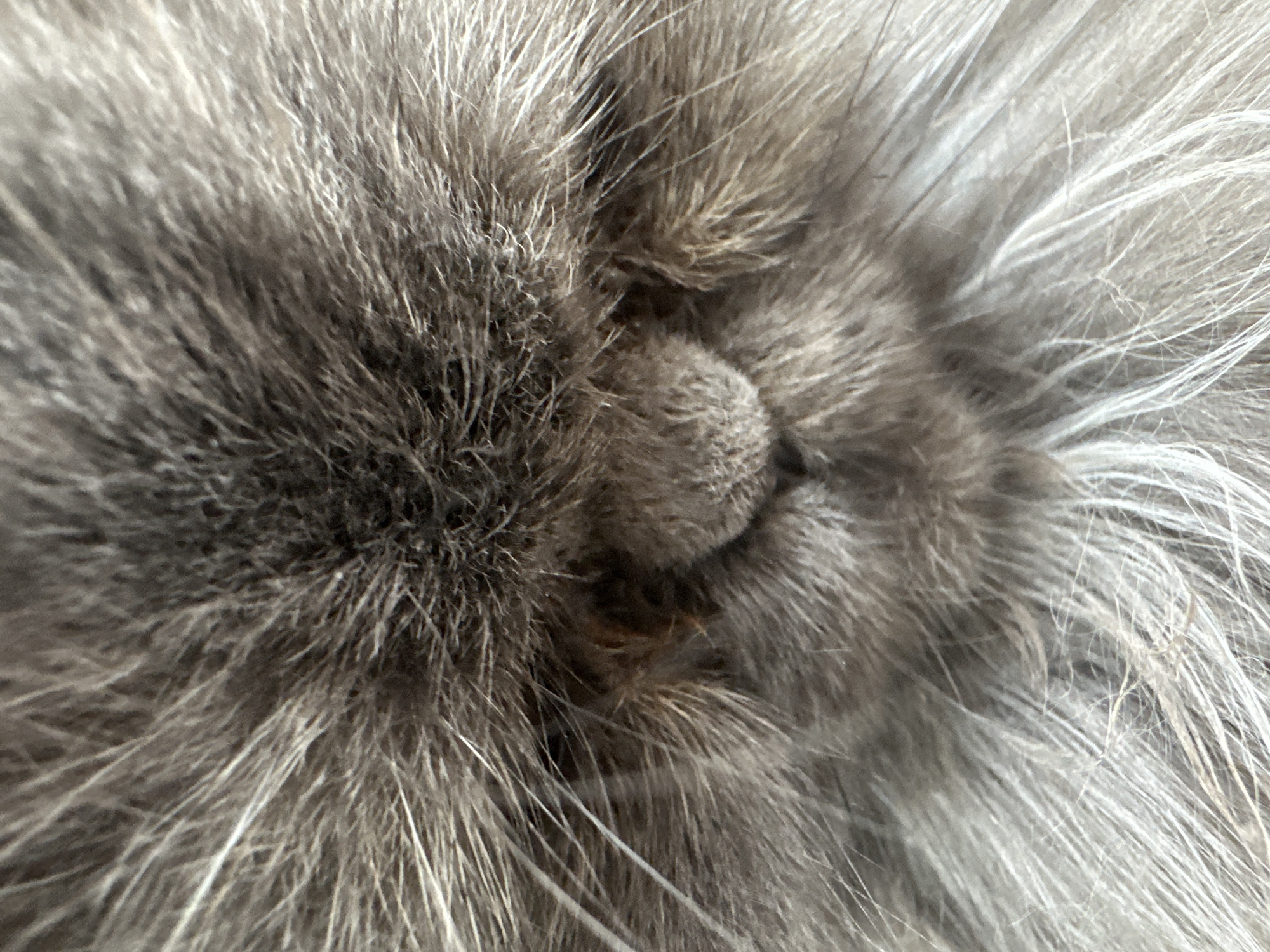A close-up photograph shows the face of a gray, long-haired cat. The focus is centered on the cat's nose and surrounding fur. The fur is dense and varies in tone from dark gray to light gray and white. No location information can be determined from the image.