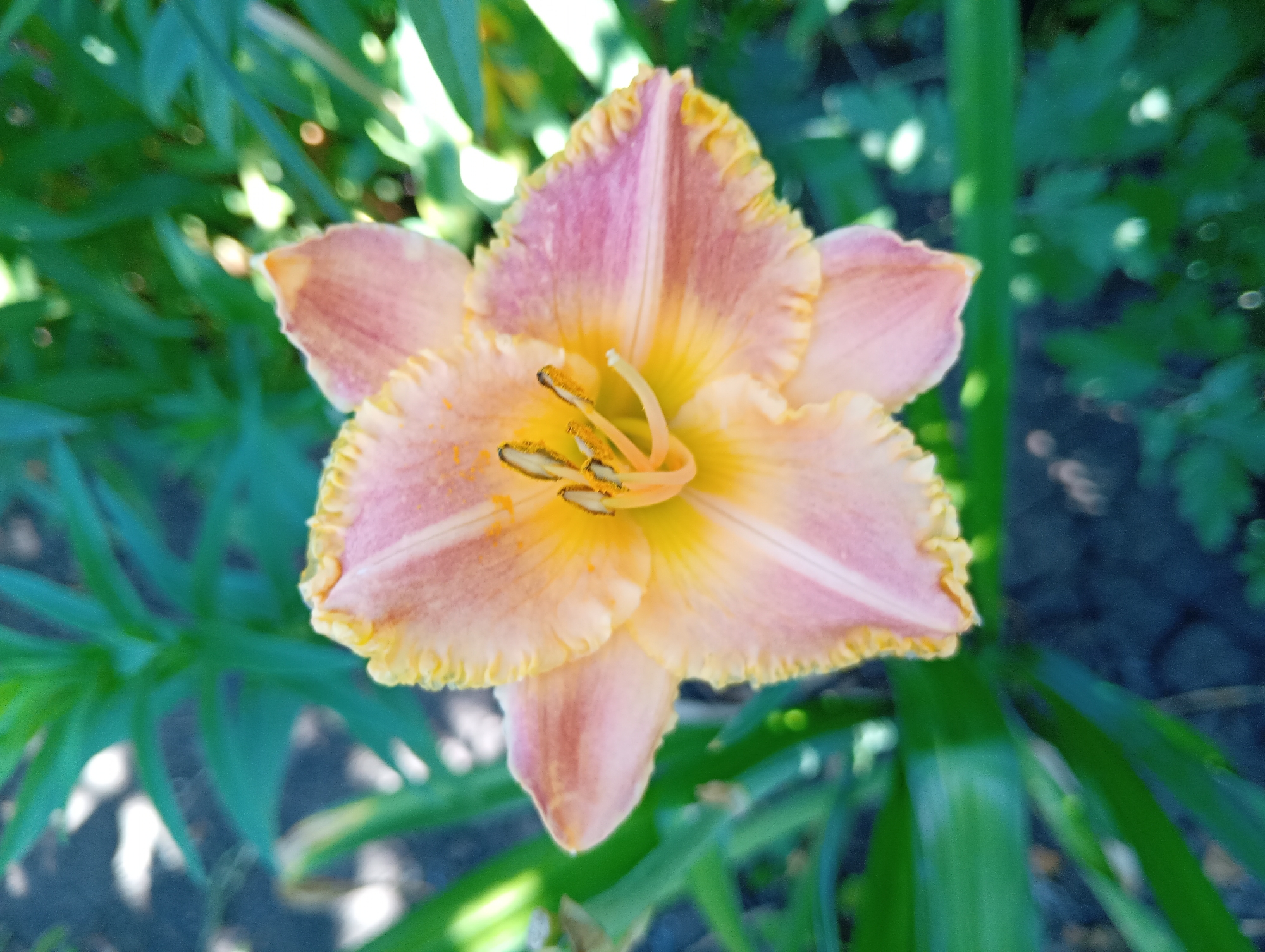 This is an extreme close-up, top-down shot of a single daylily flower with pale pink and yellow petals. The flower is in full bloom, with its petals unfurled and revealing the stamen and pistil in the center. The petals have a delicate, ruffled edge and are tinged with a soft pink color that deepens towards the center, transitioning into a bright yellow. The stamen are tipped with golden pollen. The flower is surrounded by lush green foliage, which is blurred and out of focus, creating a soft bokeh effect. The background consists of more out-of-focus greenery and some patches of dark soil. The image does not depict any people, actions, or interactions. The setting is a garden or natural environment, likely in Marynivka, Ukraine, given the context.