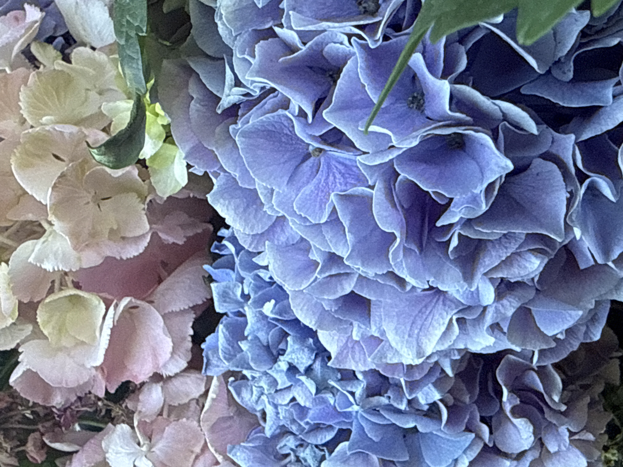 The image displays a close-up view of hydrangeas. The flowers are primarily in shades of blue, purple, and pale pink. The blue and purple hydrangeas fill the foreground and midground, showcasing their intricate petal structures. The pink and pale yellow hydrangeas are visible in the upper portion of the image, appearing slightly out of focus. A few green leaves are interspersed among the flowers. The photograph was taken in Bad Sachsa, Germany, in the Harz region.