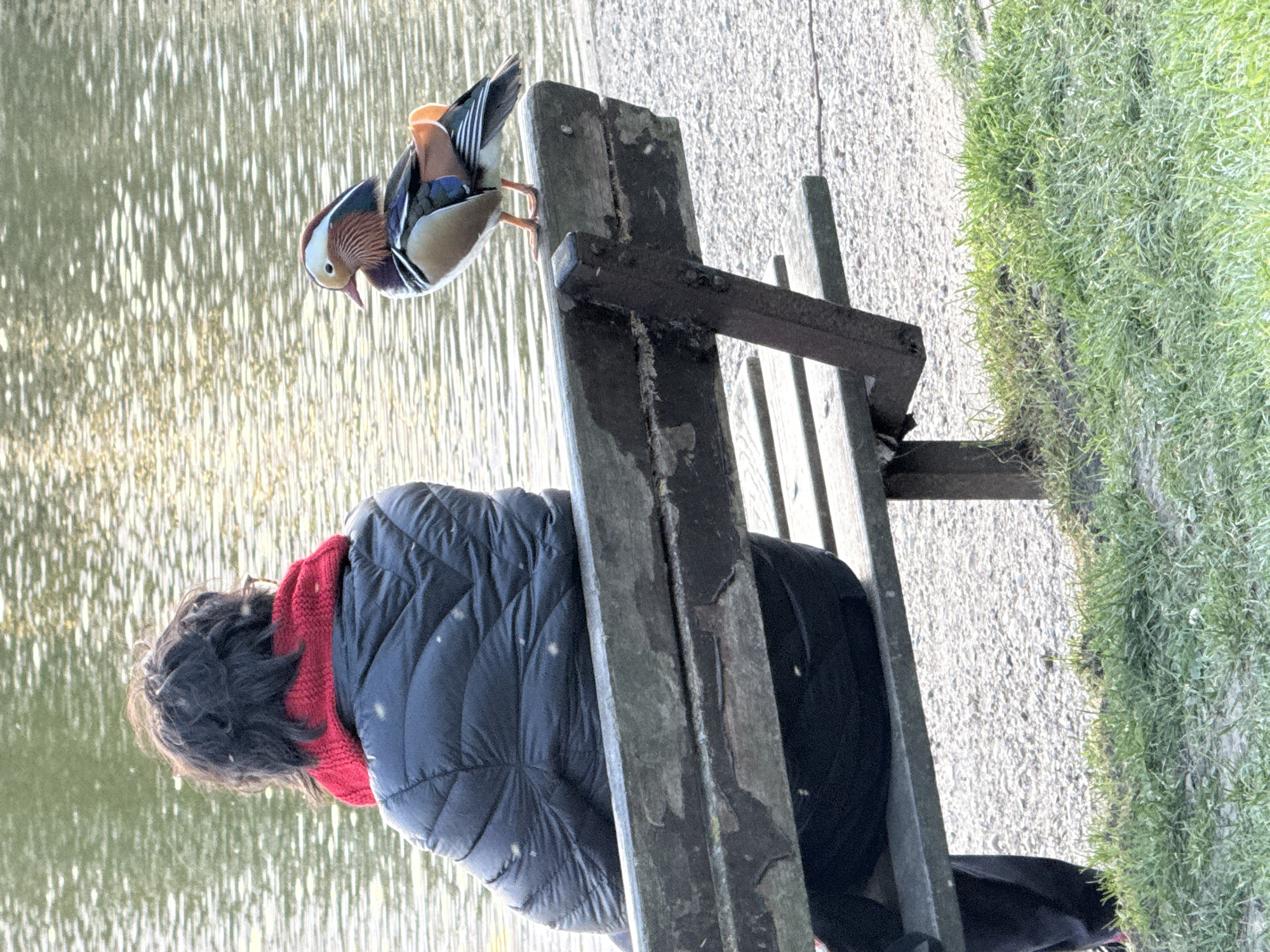 A Mandarin duck stands atop a wooden bench next to a person seated on the bench. The person has dark hair, wears a red scarf, a navy blue quilted jacket, and black pants. They face a body of water with shimmering highlights. To the right of the bench, a gravel path borders a grassy area. The scene is in London, United Kingdom.
