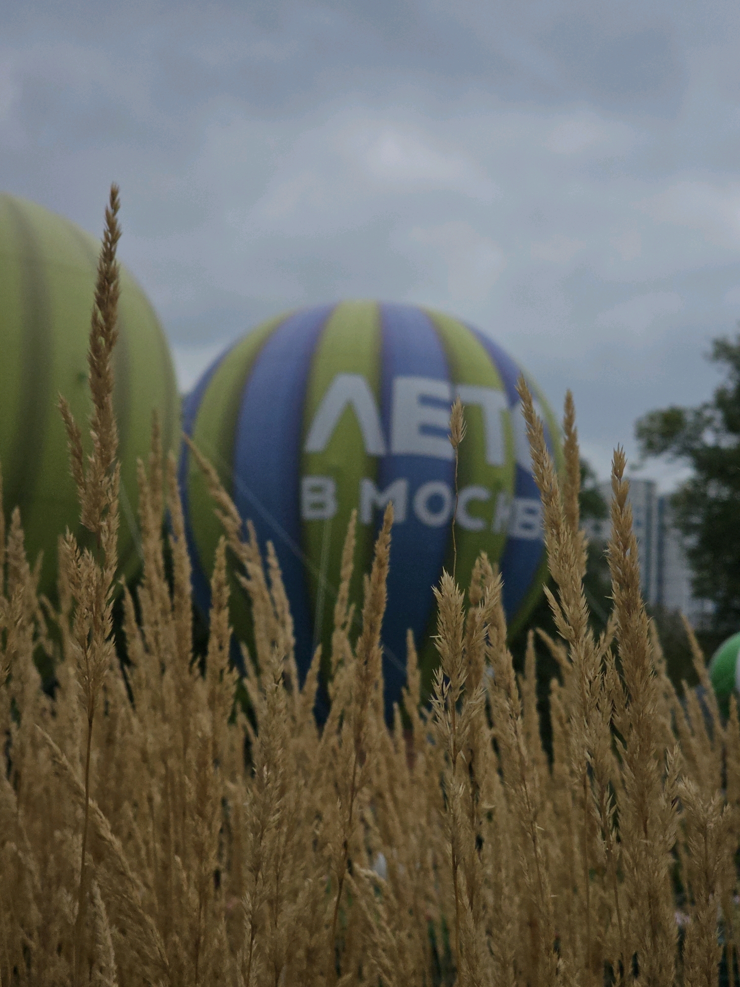 A close-up, low-angle shot of dried grass stalks in the foreground obscures most of the background. In the blurred background, two hot air balloons are visible. The balloon on the left is a pale green color. The balloon on the right is striped in blue and yellow, with white lettering that appears to read "ЛЕТ В МОСКВЕ" which translates to "SUMMER IN MOSCOW". The sky is overcast and gray. A few buildings and trees can be seen behind the balloons, suggesting an urban environment. The overall impression is that of an outdoor event, possibly a festival, taking place in Moscow, Russia, with the focus on the natural elements in the foreground.
