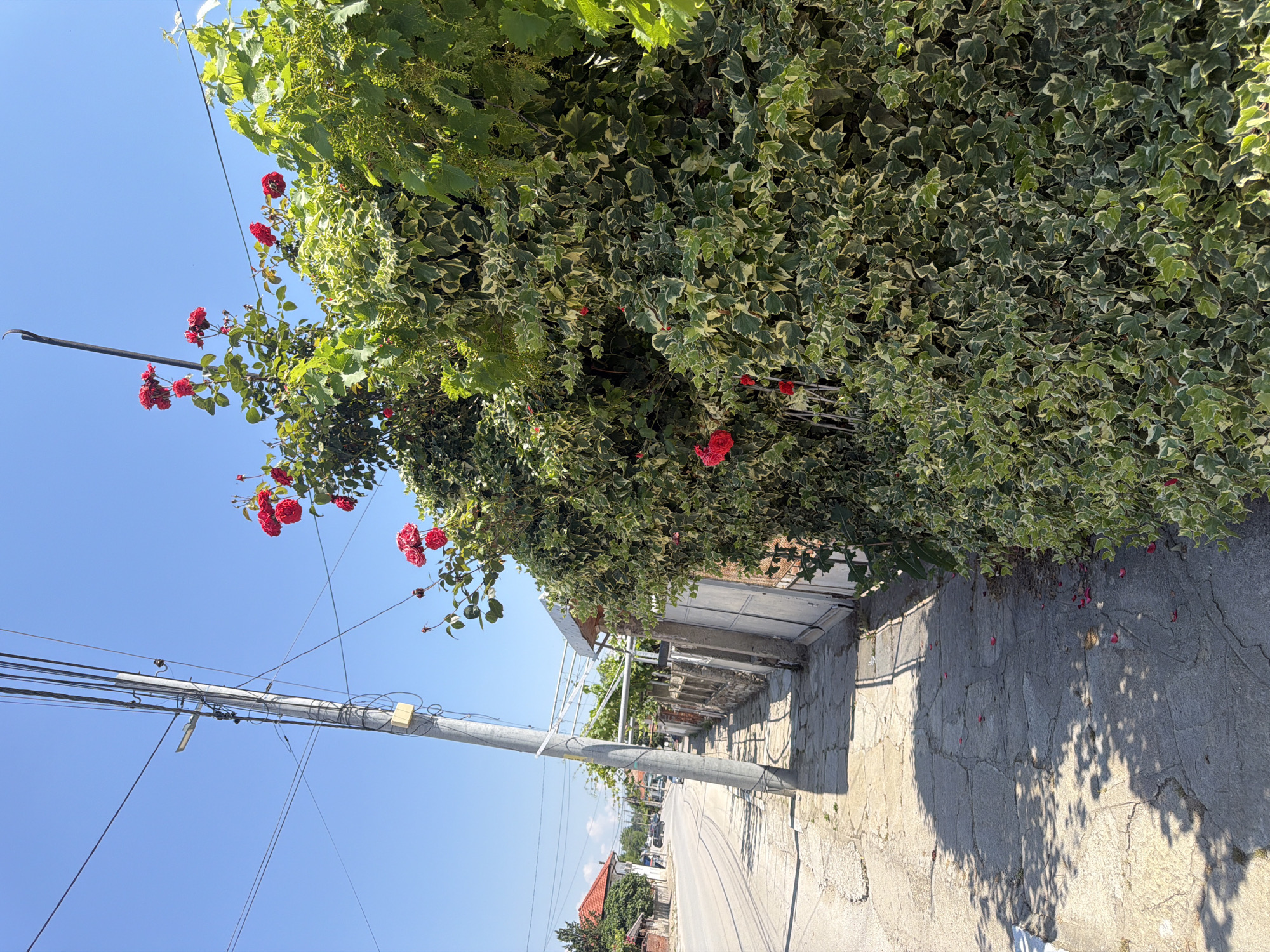 The image depicts a sunny day on a paved sidewalk in Zlatitrap, Bulgaria. A concrete utility pole, leaning slightly, stands on the left side of the sidewalk. A dense, green bush with variegated leaves and several red roses is growing against a wall on the right side of the sidewalk. Beyond the bush, a white gate and a stone wall are visible. Further down the street, houses with red tiled roofs and other buildings can be seen lining a paved road. The sky is clear and blue. The sidewalk is littered with a few fallen red rose petals. The scene suggests a residential street in a village or small town.